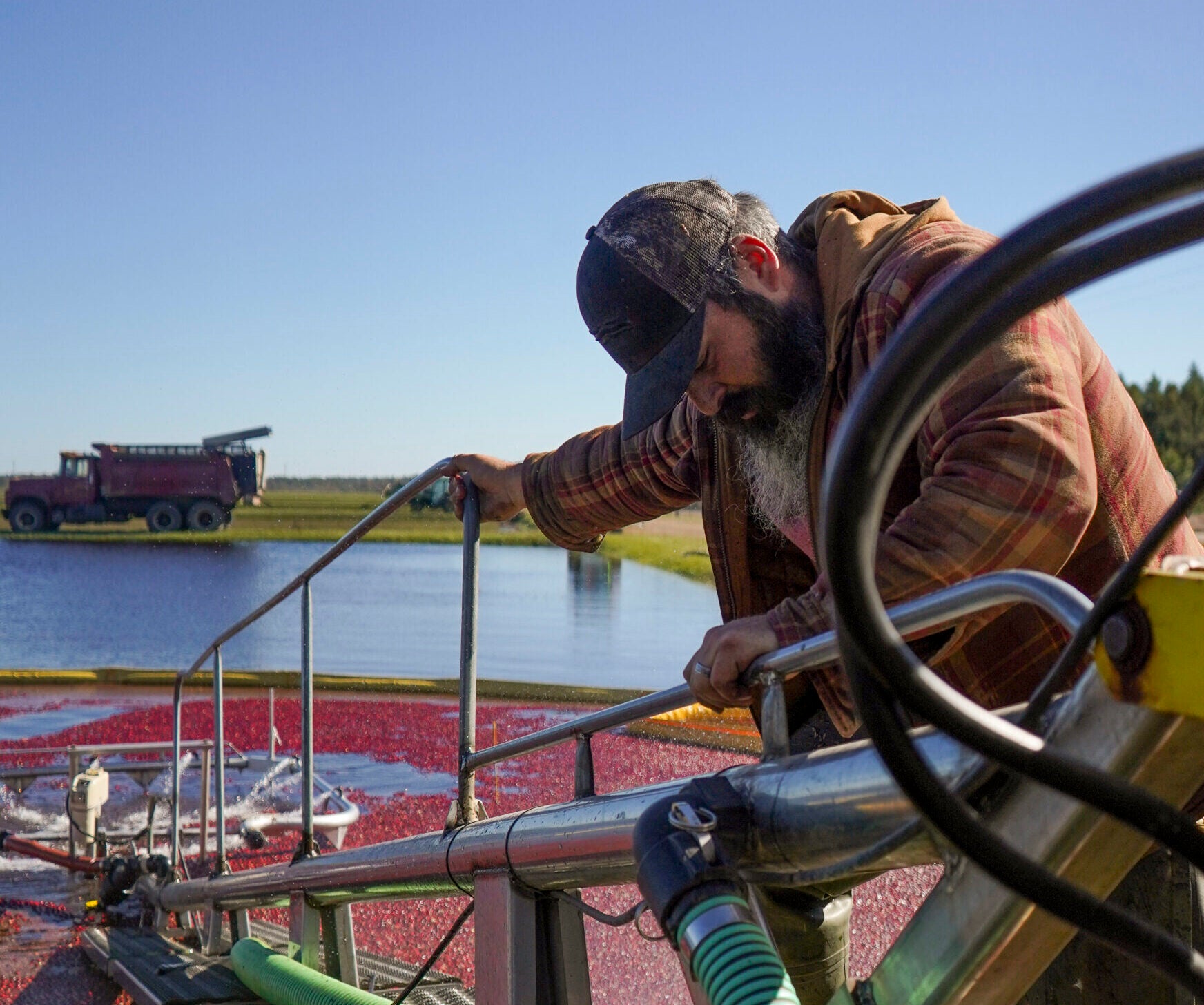 Wisconsin cranberry harvest marks peak season for growers, economy