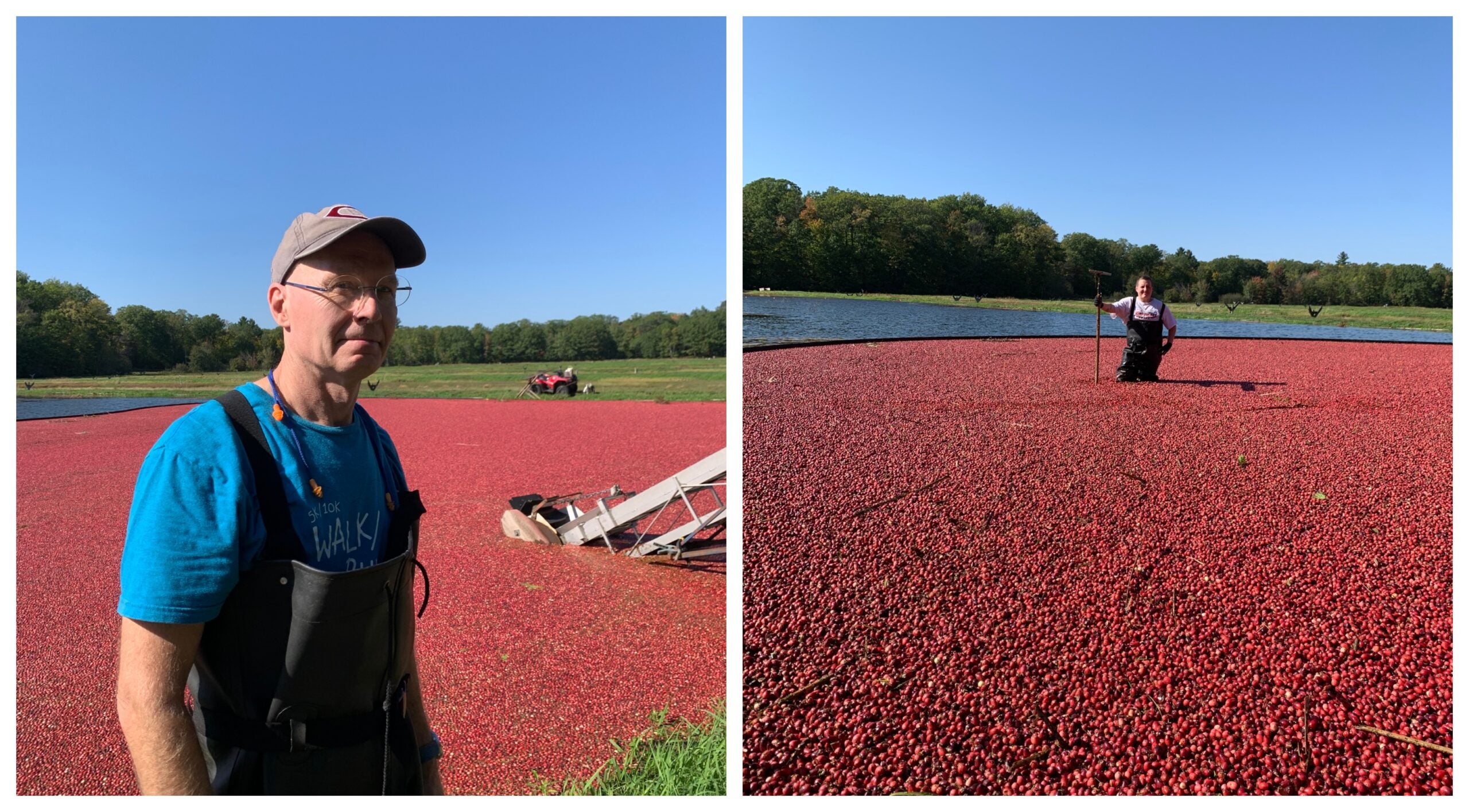 Two photos: On the left, a man in waders stands by a cranberry bog; on the right, a person stands amid floating cranberries in the bog under a clear blue sky.