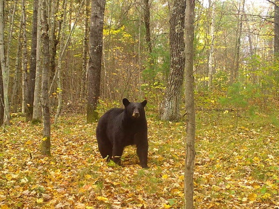 Wisconsin hunters harvested more than 3K bears this hunting season