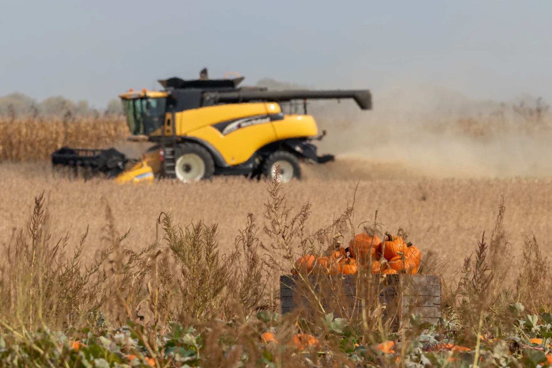 A yellow combine harvester works in a dusty field while a wooden crate filled with pumpkins sits in the foreground.