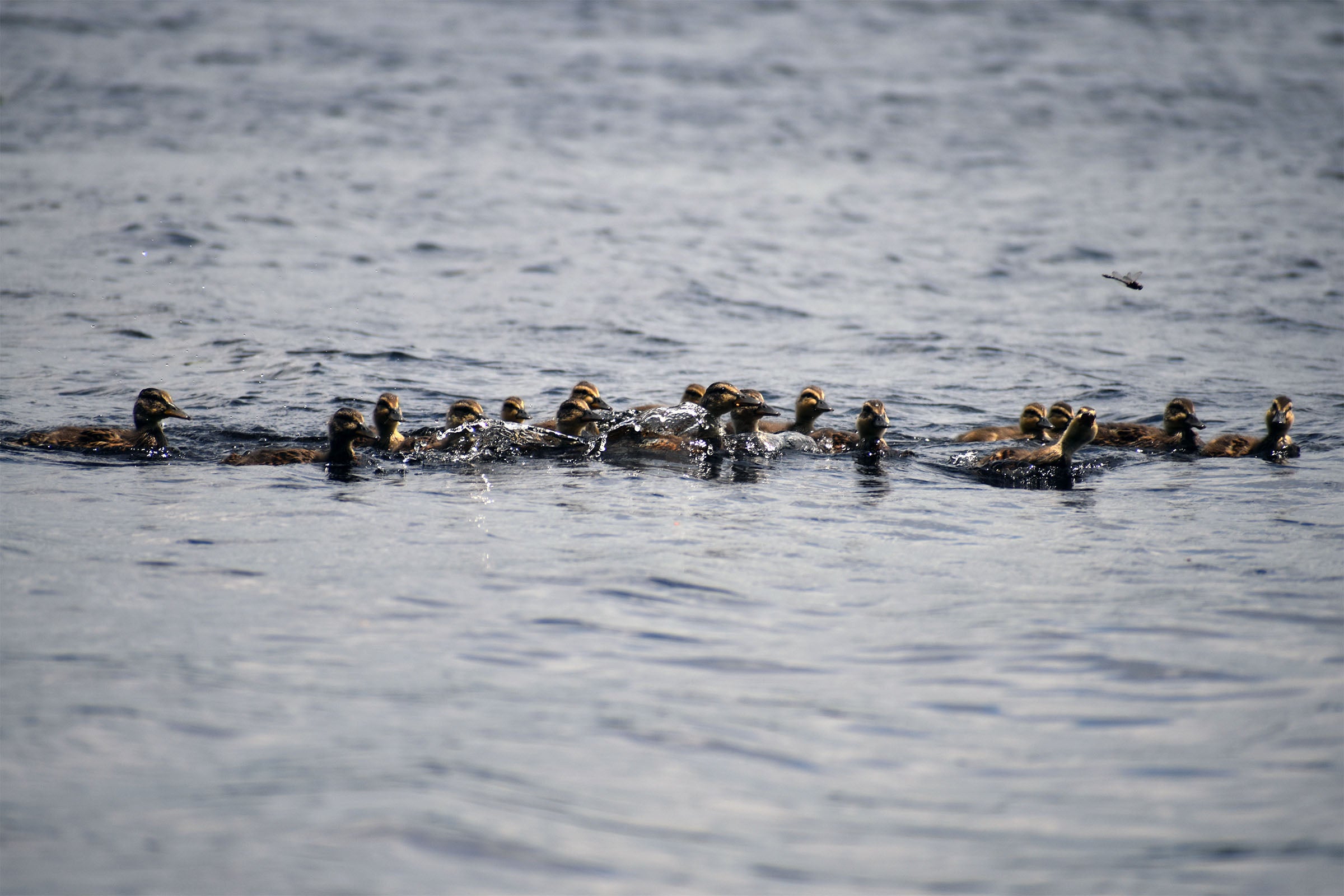 A group of ducklings swims together on a calm body of water, with ripples surrounding them.