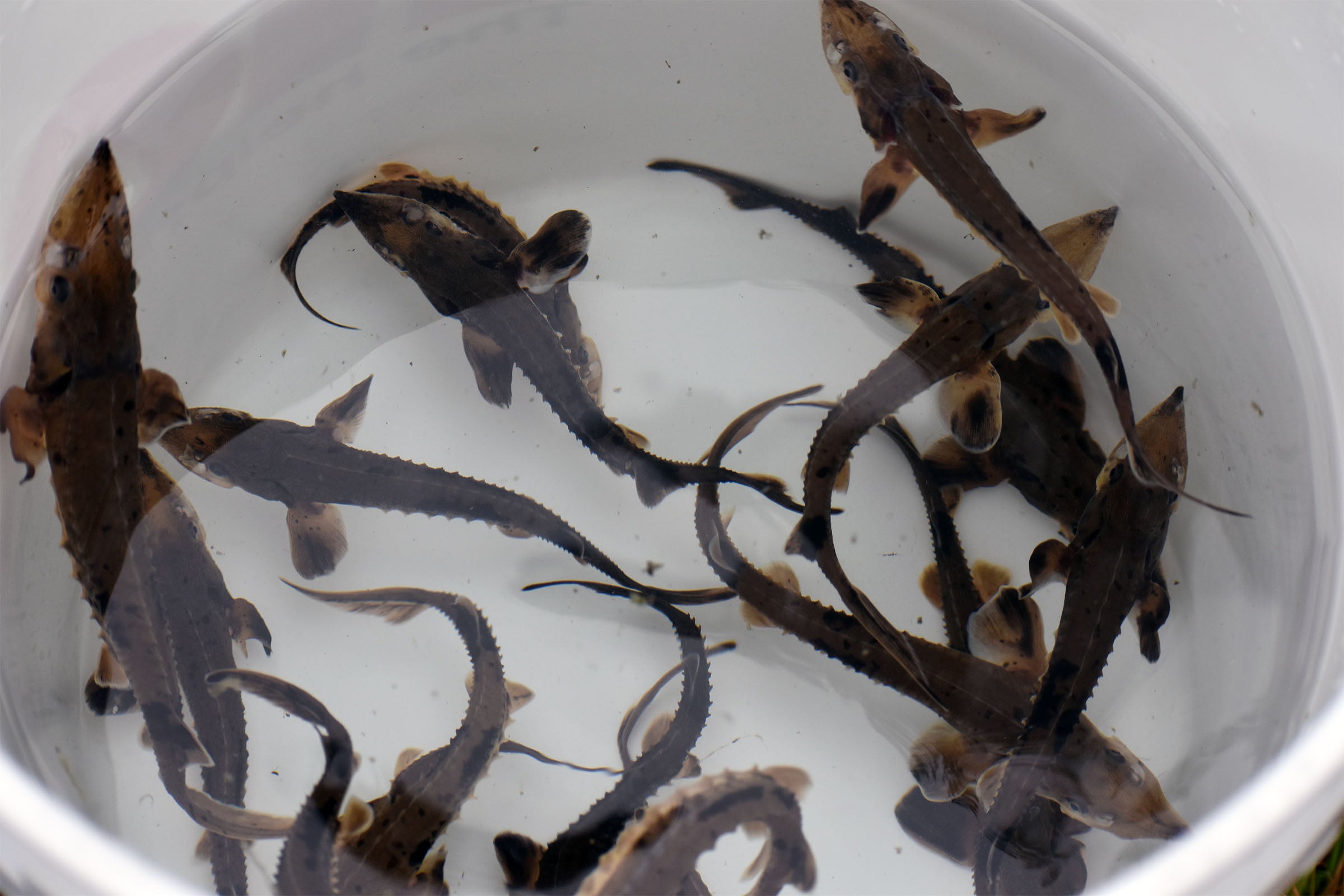 For the first time in its history, St. Croix Chippewa release sturgeon