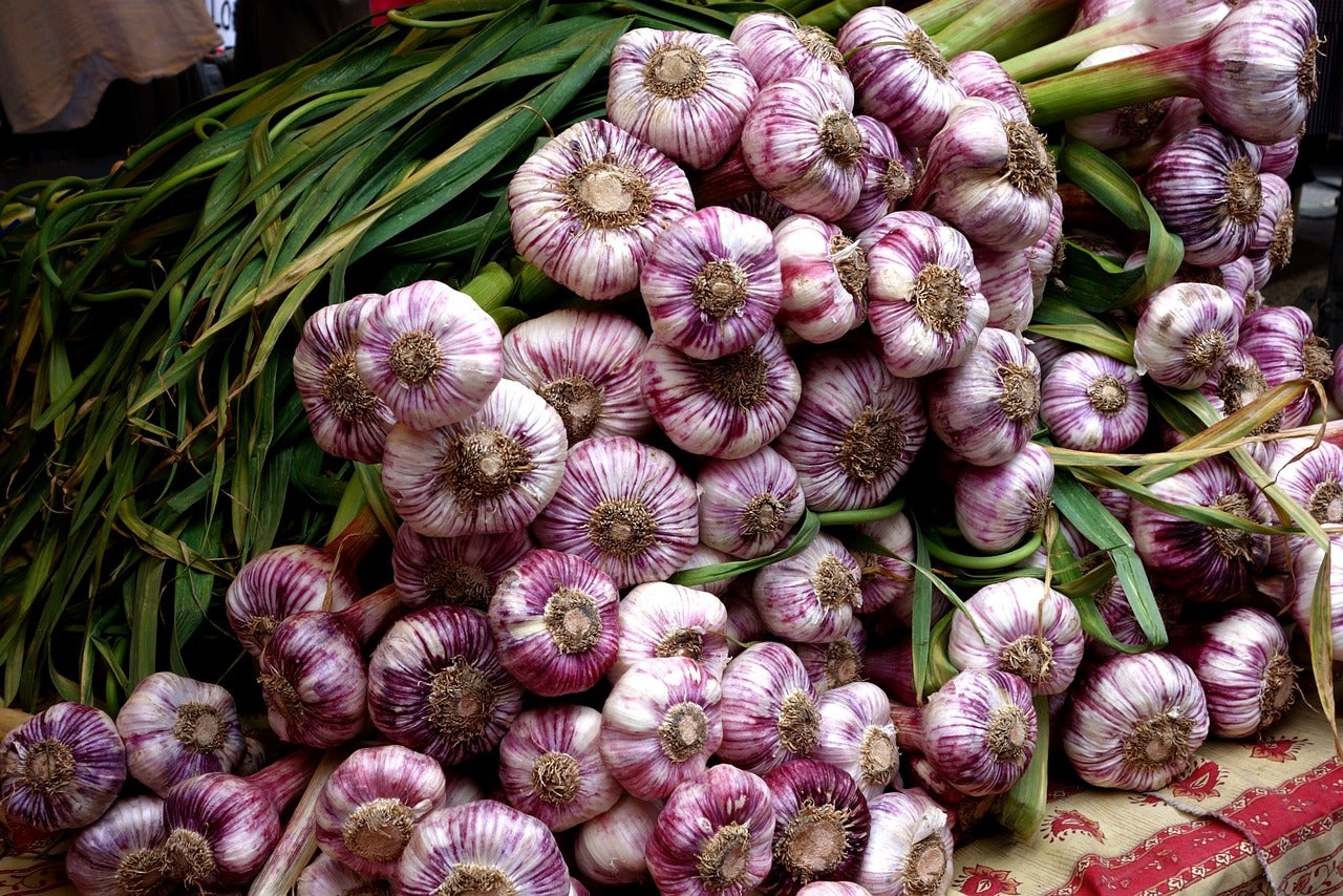 A large pile of freshly harvested garlic bulbs with purple streaks and green stems, stacked together on a surface.