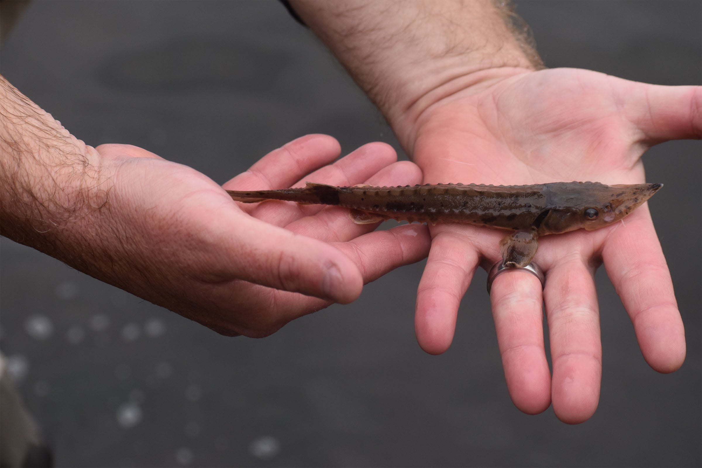 A person holds a small, brown, spiny fish with an elongated body and pointed snout in their hands over a dark background.