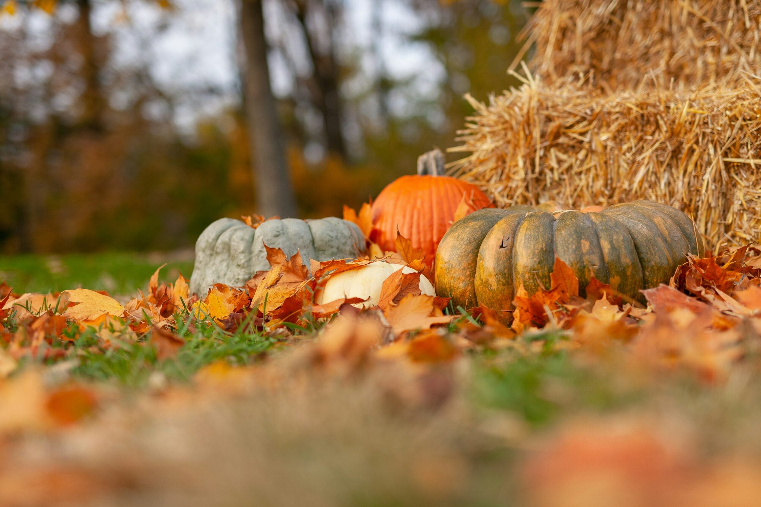 Pumpkins and a hay bale surrounded by autumn leaves on grass, with trees in the blurred background.