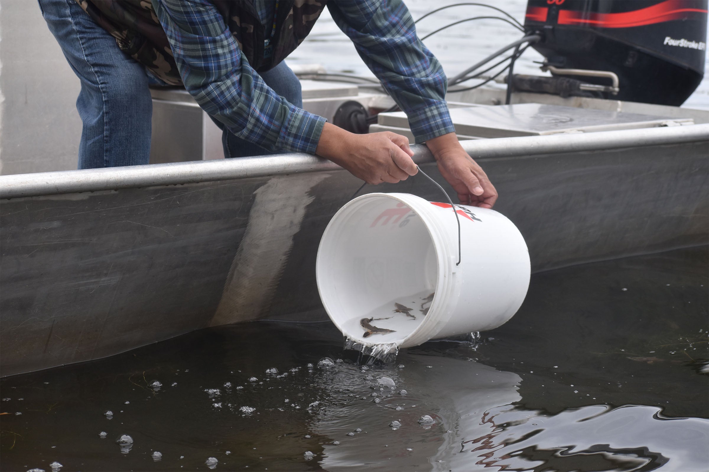 A person empties a white bucket of small fish into the water from the side of a metal boat.