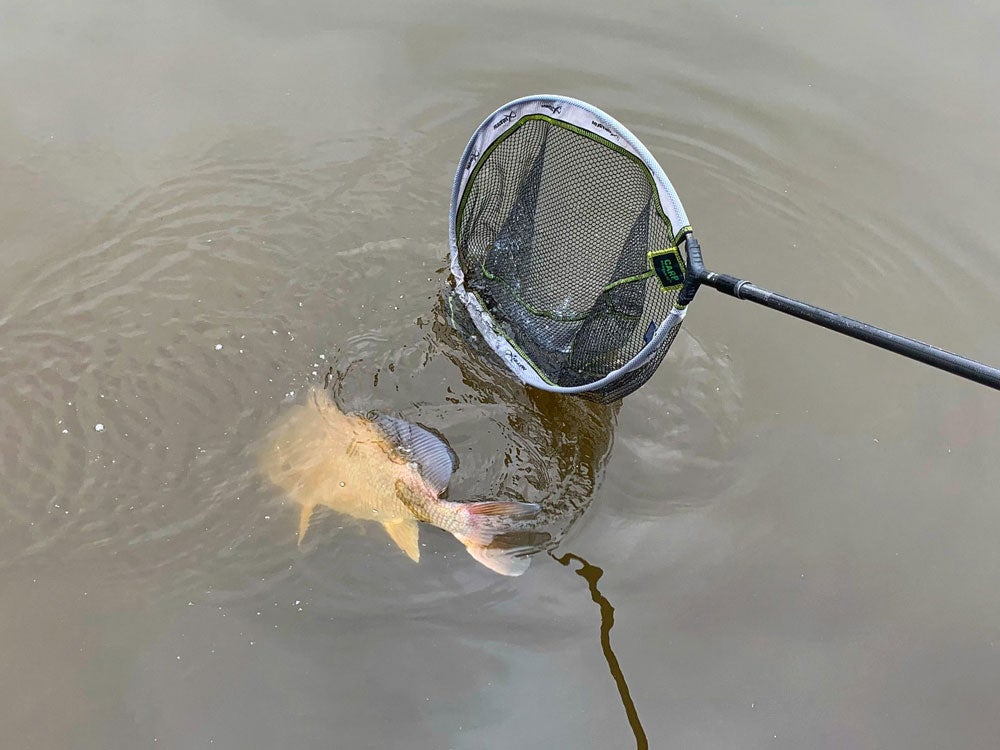 A fish partially submerged in water is being scooped up by a black fishing net with a handle.
