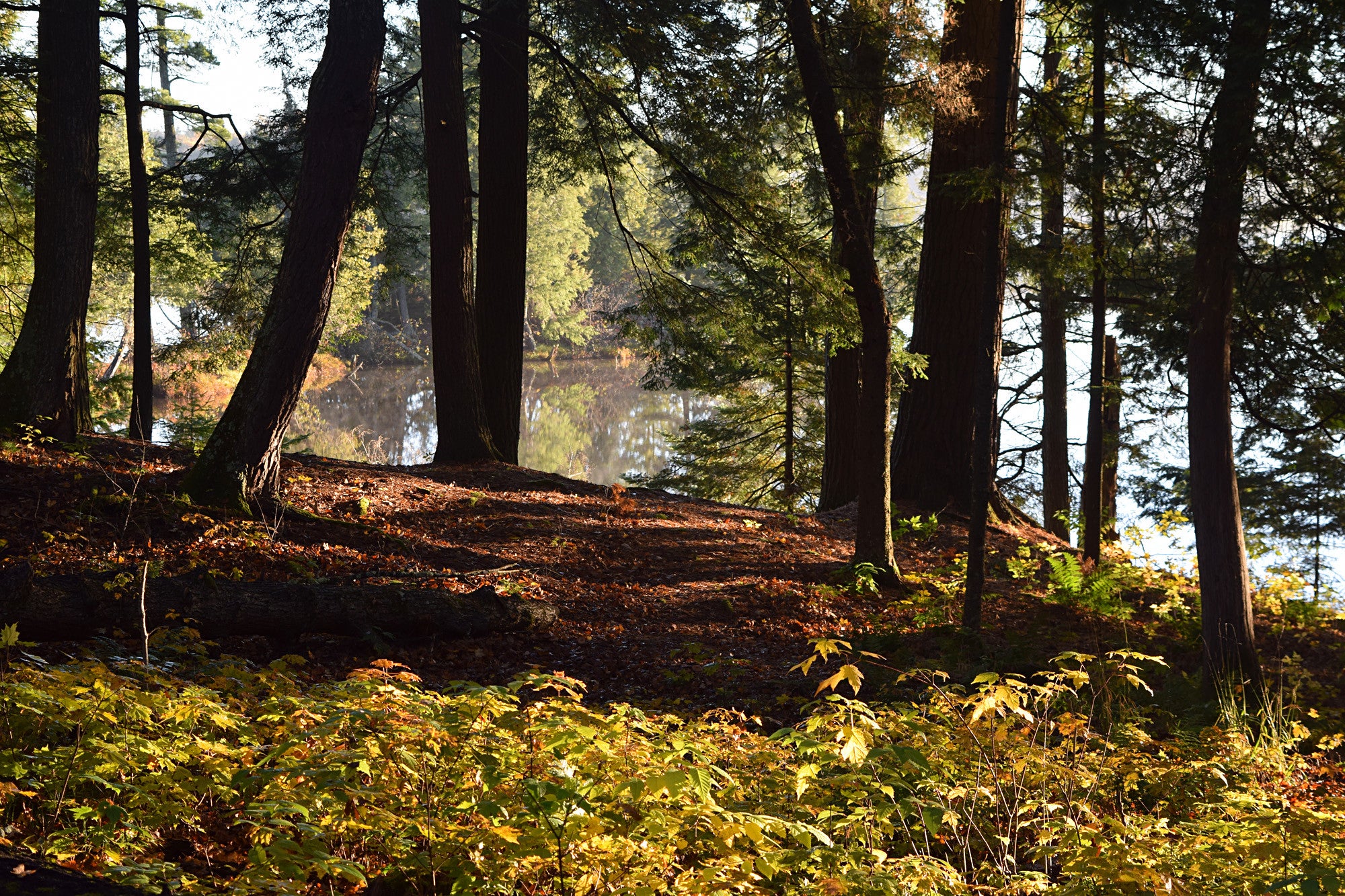 Sunlight filters through tall trees in a forest, casting shadows on the ground covered with fallen leaves, with a calm lake visible in the background.