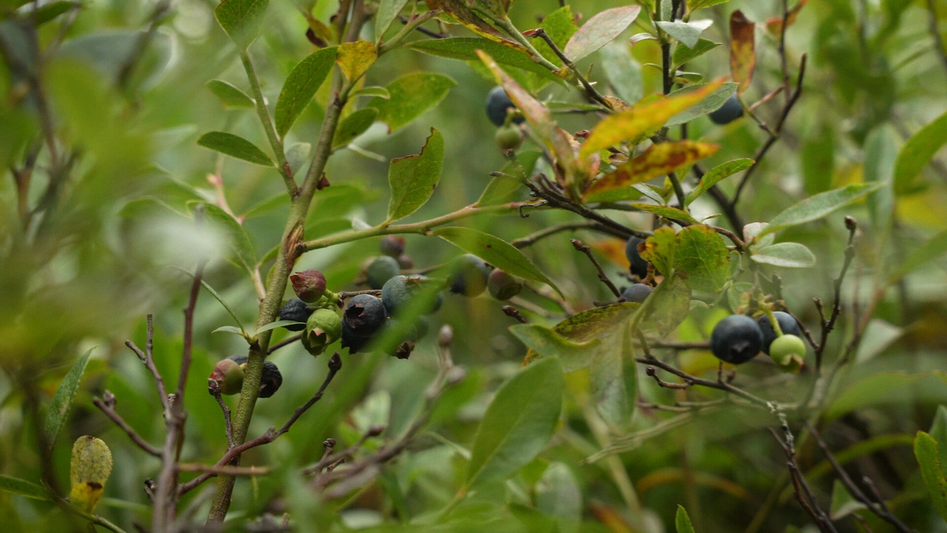 Close-up of green leafy branches with clusters of dark blue and green berries growing among the foliage.