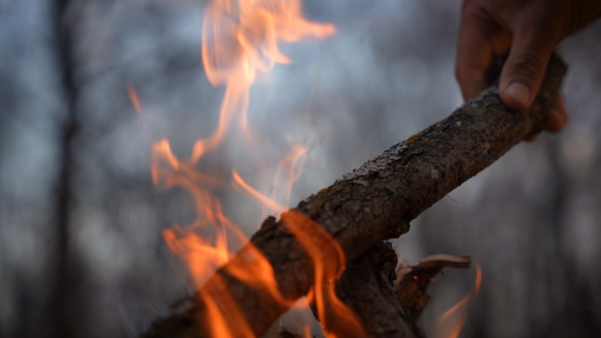 A hand holds a stick over a campfire, with flames rising around the wood and a blurred background of trees.