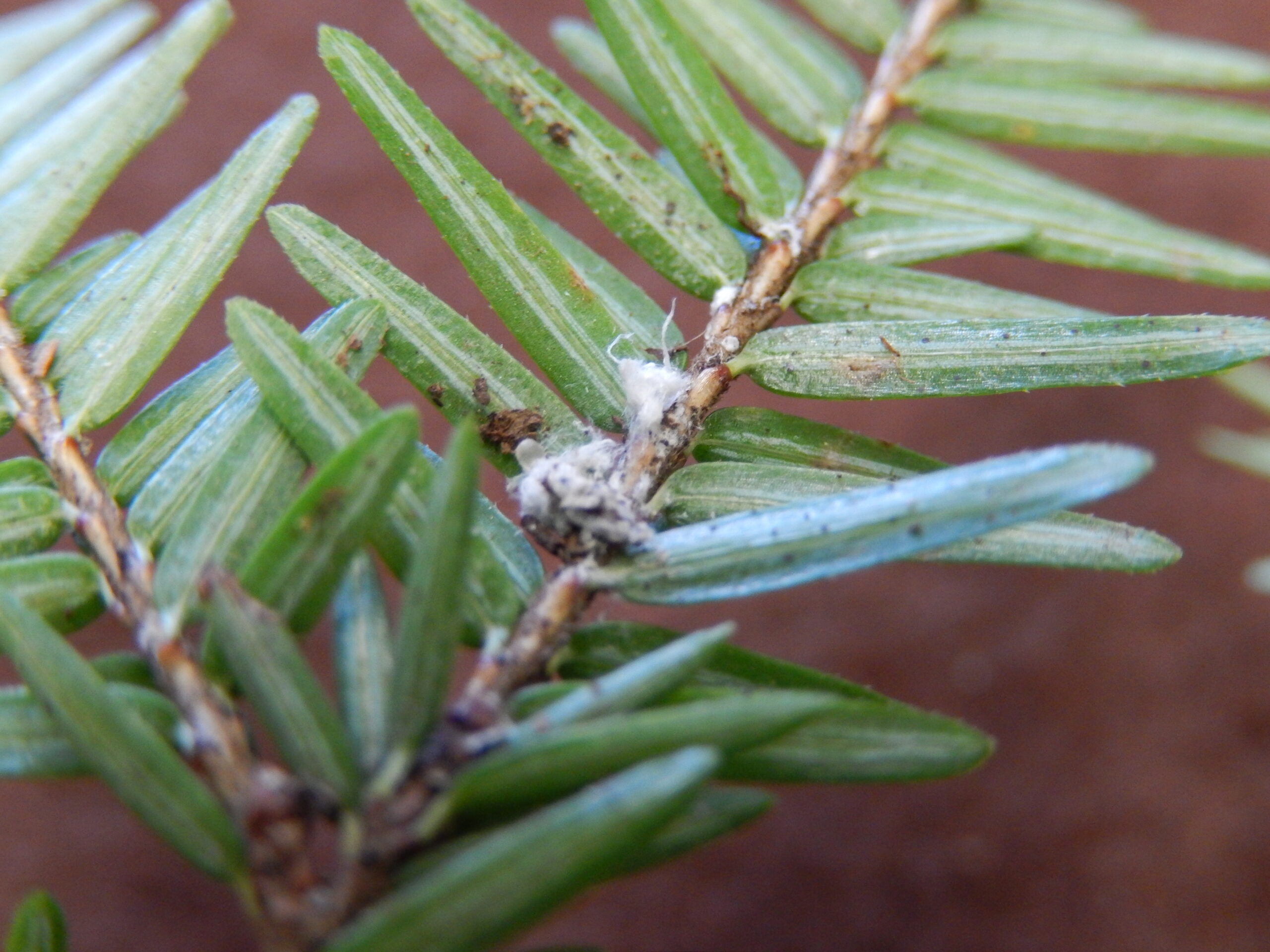 Close-up of a hemlock twig showing woolly masses from an infestation of hemlock woolly adelgid insects attached to the needles and branch.
