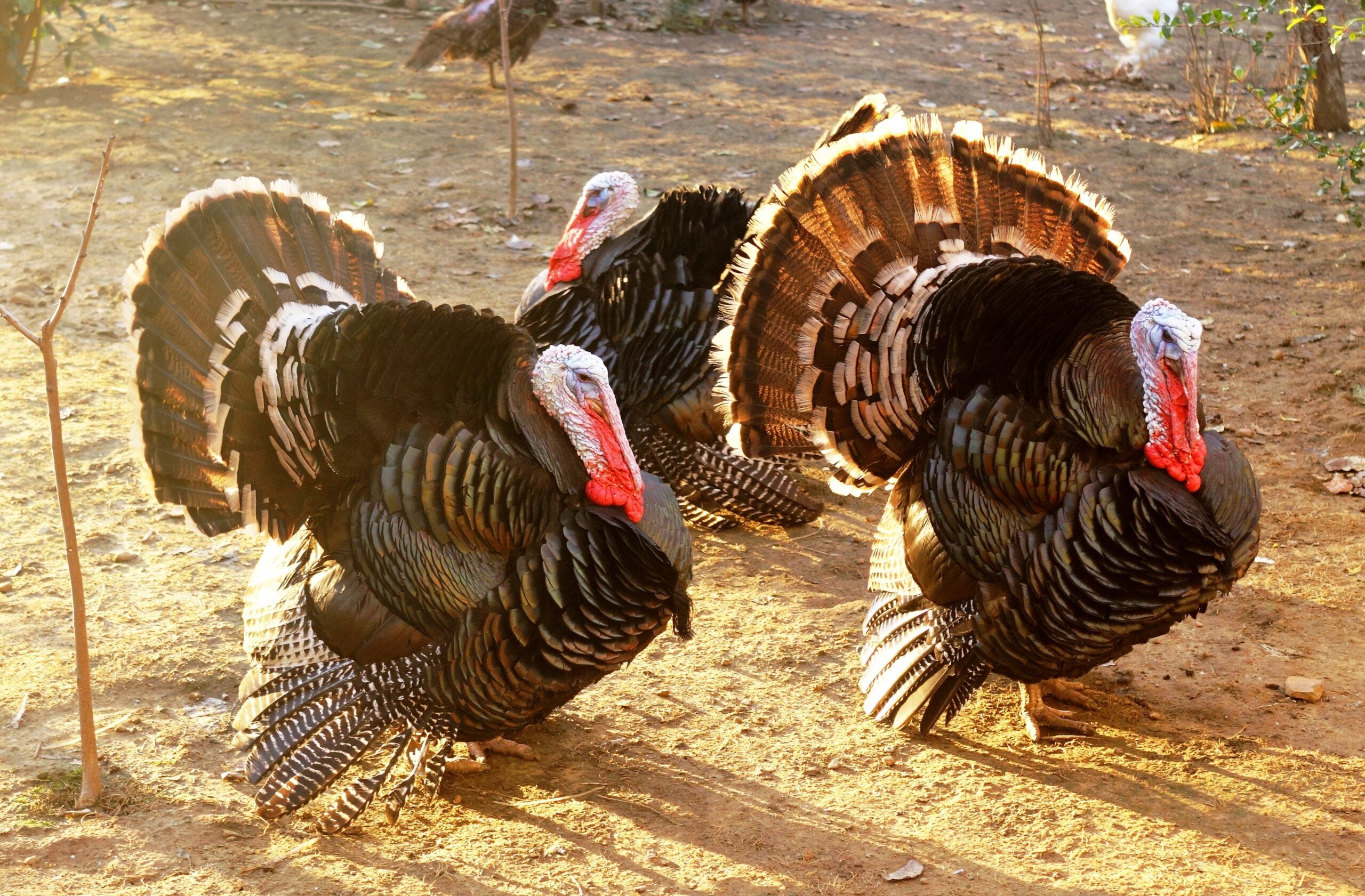 Three turkeys with fanned tail feathers stand and walk on dry ground in sunlight.