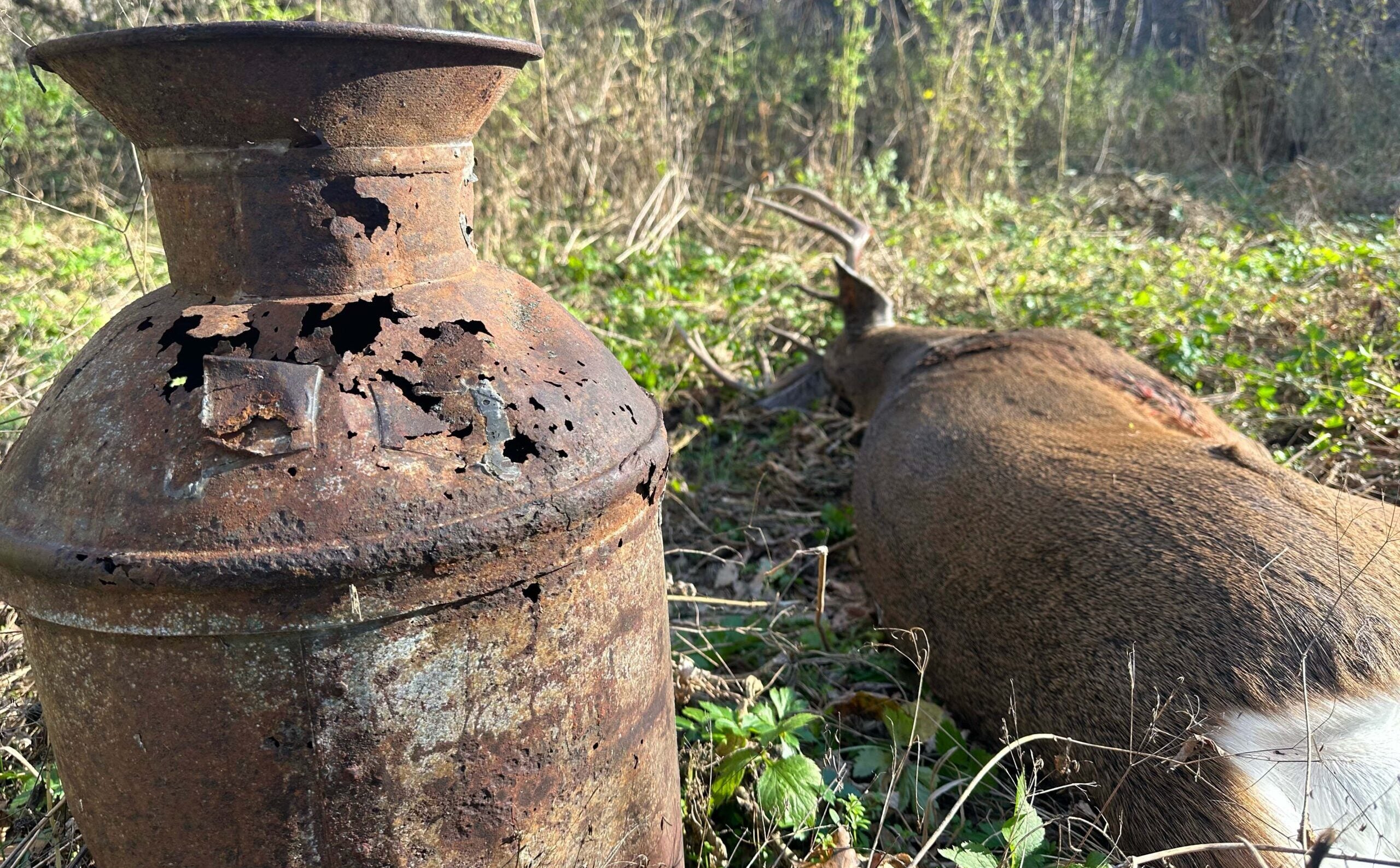 Wisconsin gun deer season underway with bigger herd, fewer hunters expected