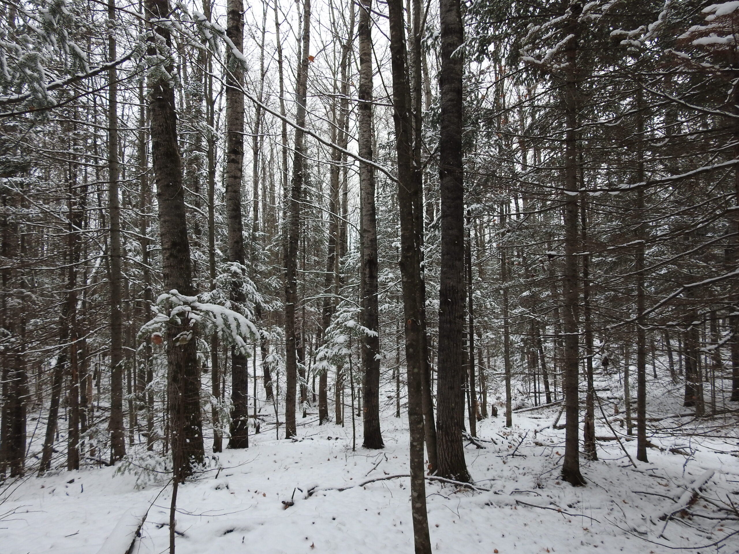 Snow-covered forest with bare and evergreen trees in winter, under cloudy sky. Thin layer of snow on ground and branches.