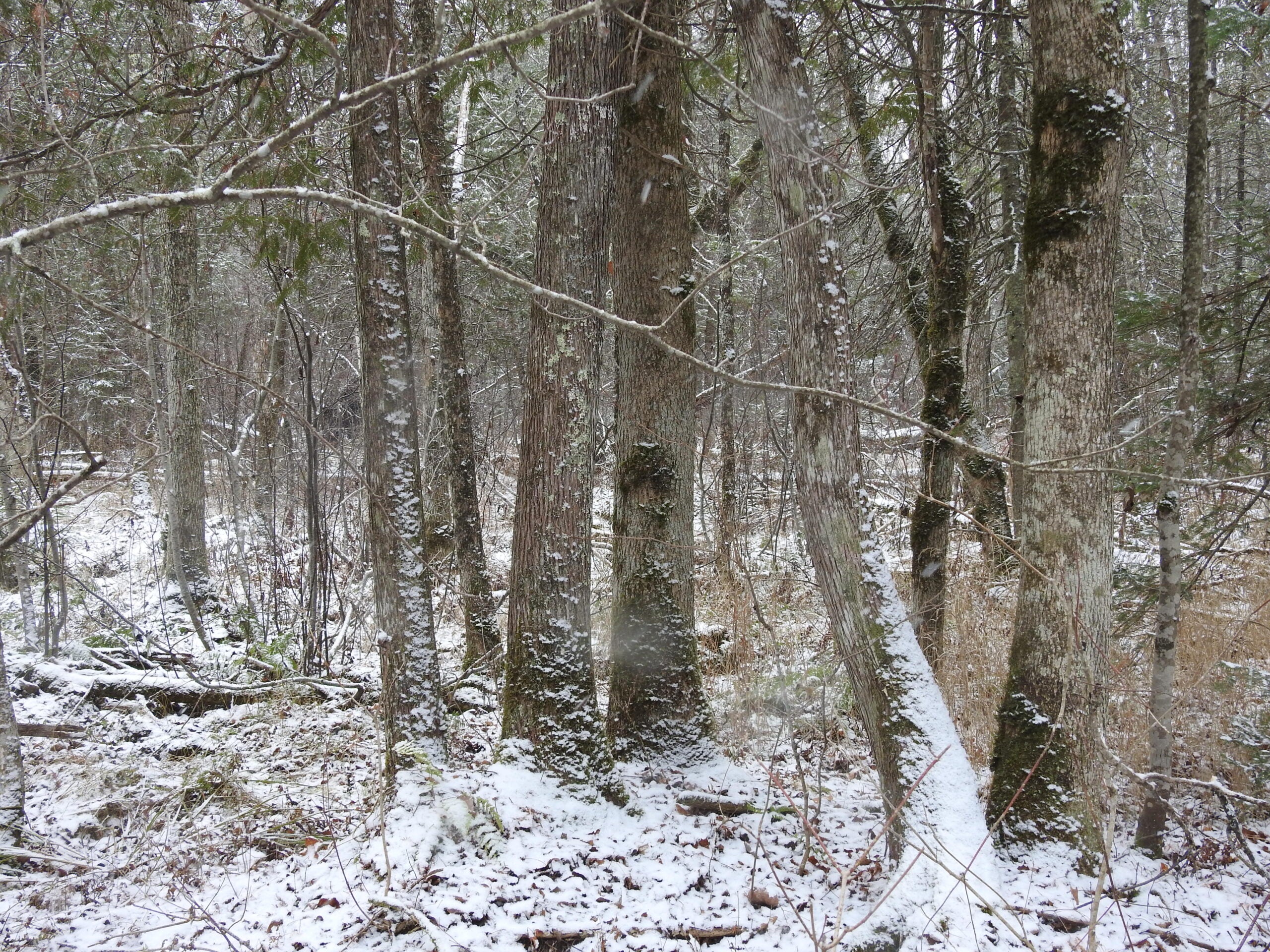 A snowy forest scene with tall trees, sparse branches, and a thin layer of snow covering the ground and vegetation.