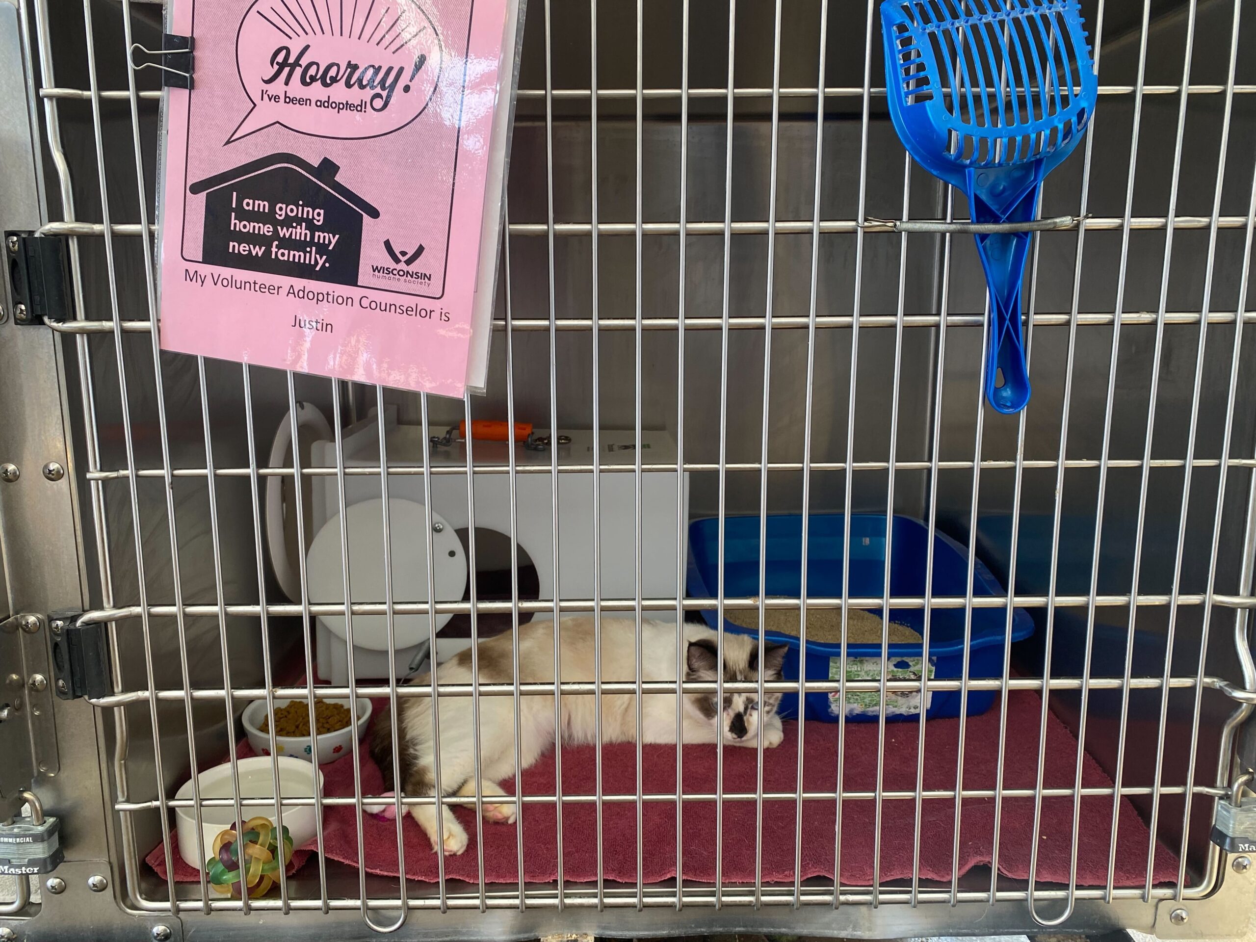 A white and gray cat lies on a pink mat inside a kennel with food bowls, a litter box, and a blue scoop. A sign on the cage says the cat has been adopted.