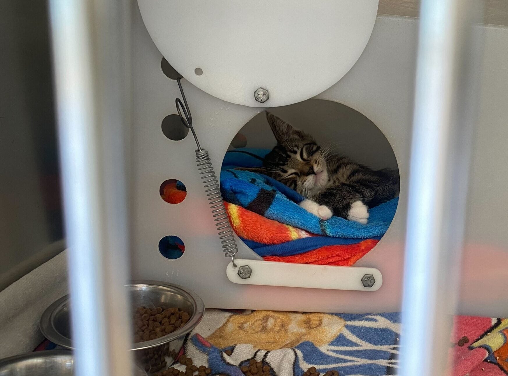 Wisconsin Humane Society calls for help after 47 cats surrendered from 1 home