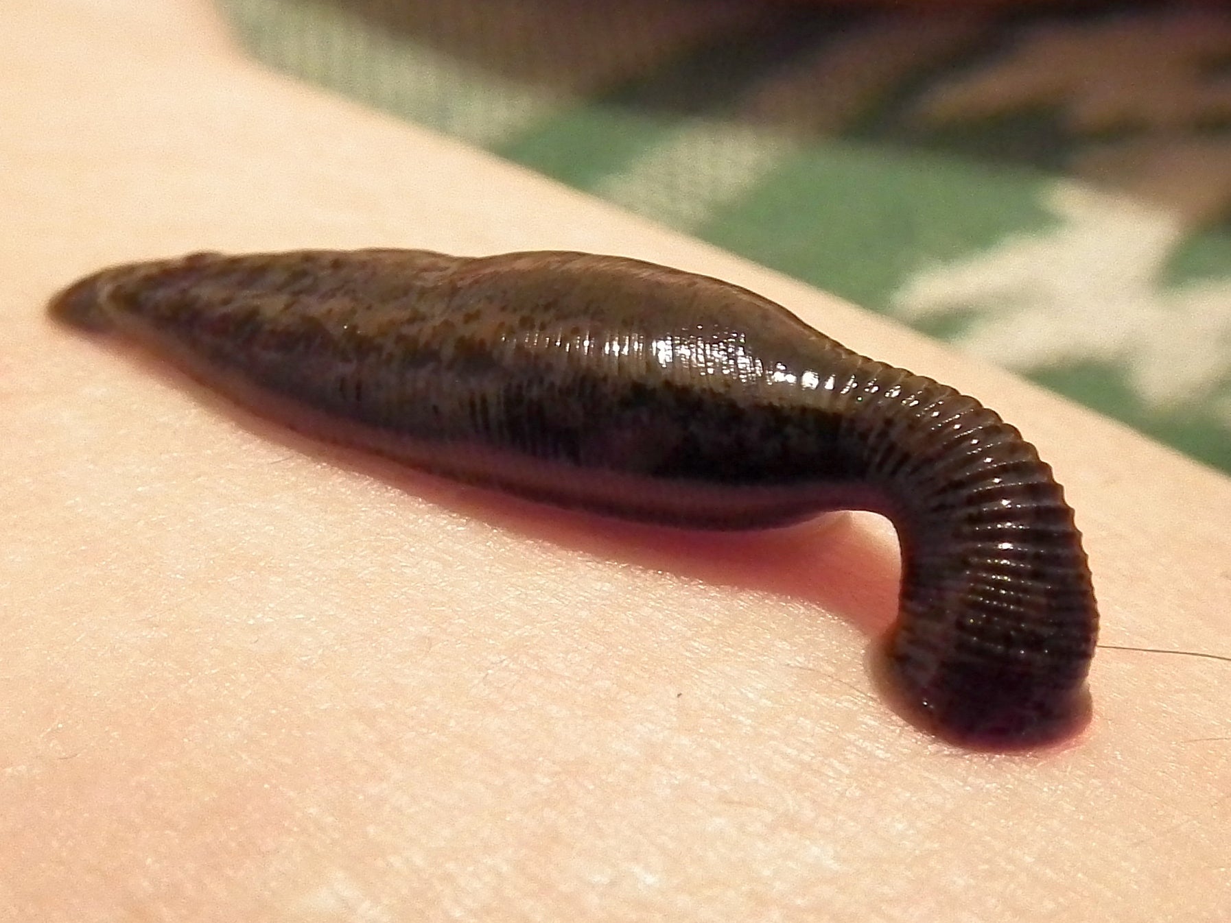 A close-up of a leech attached to human skin, with its body curved and mouth end gripping the surface.