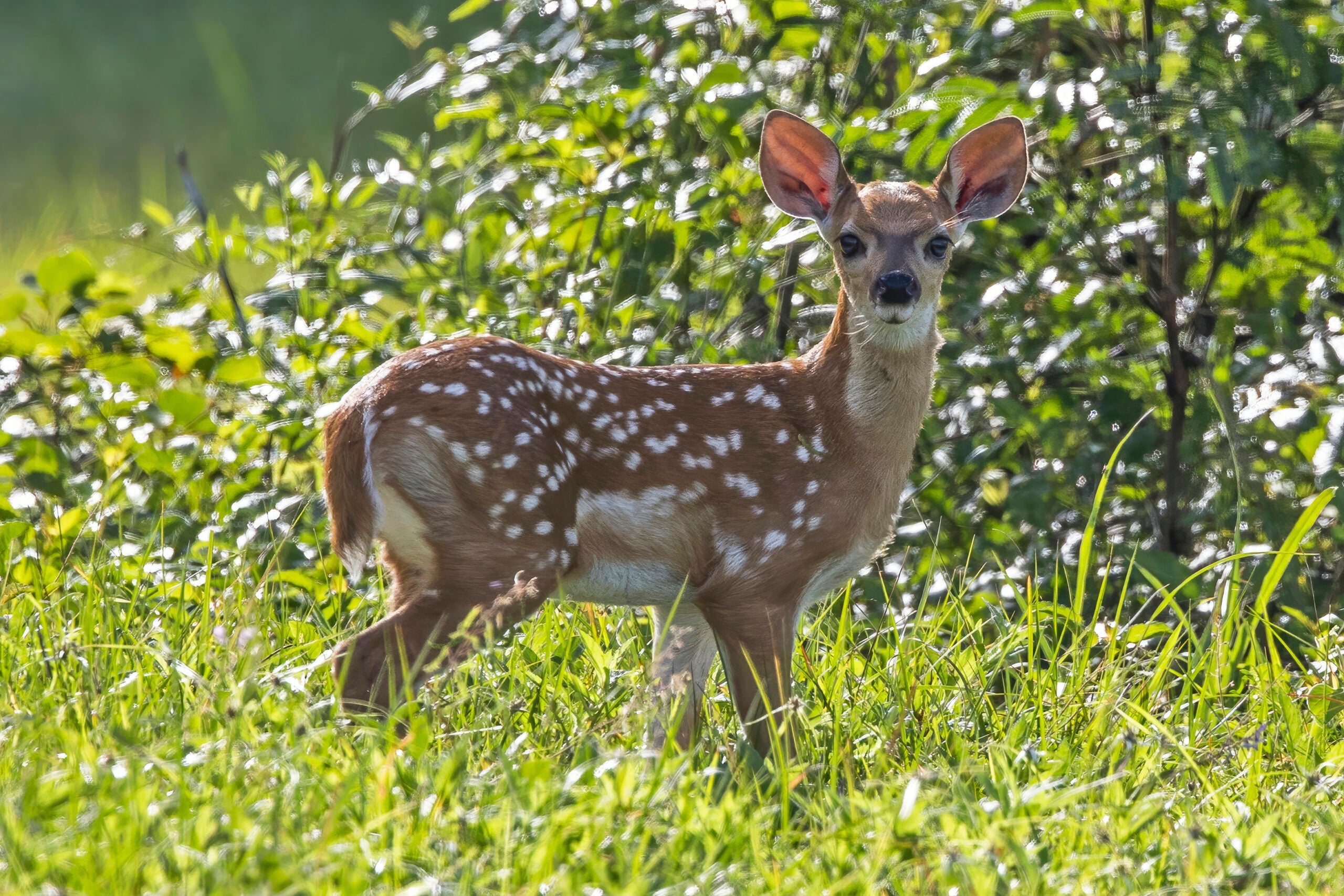 A young white-tailed deer fawn with white spots stands in green grass, facing the camera, with leafy shrubs in the background.