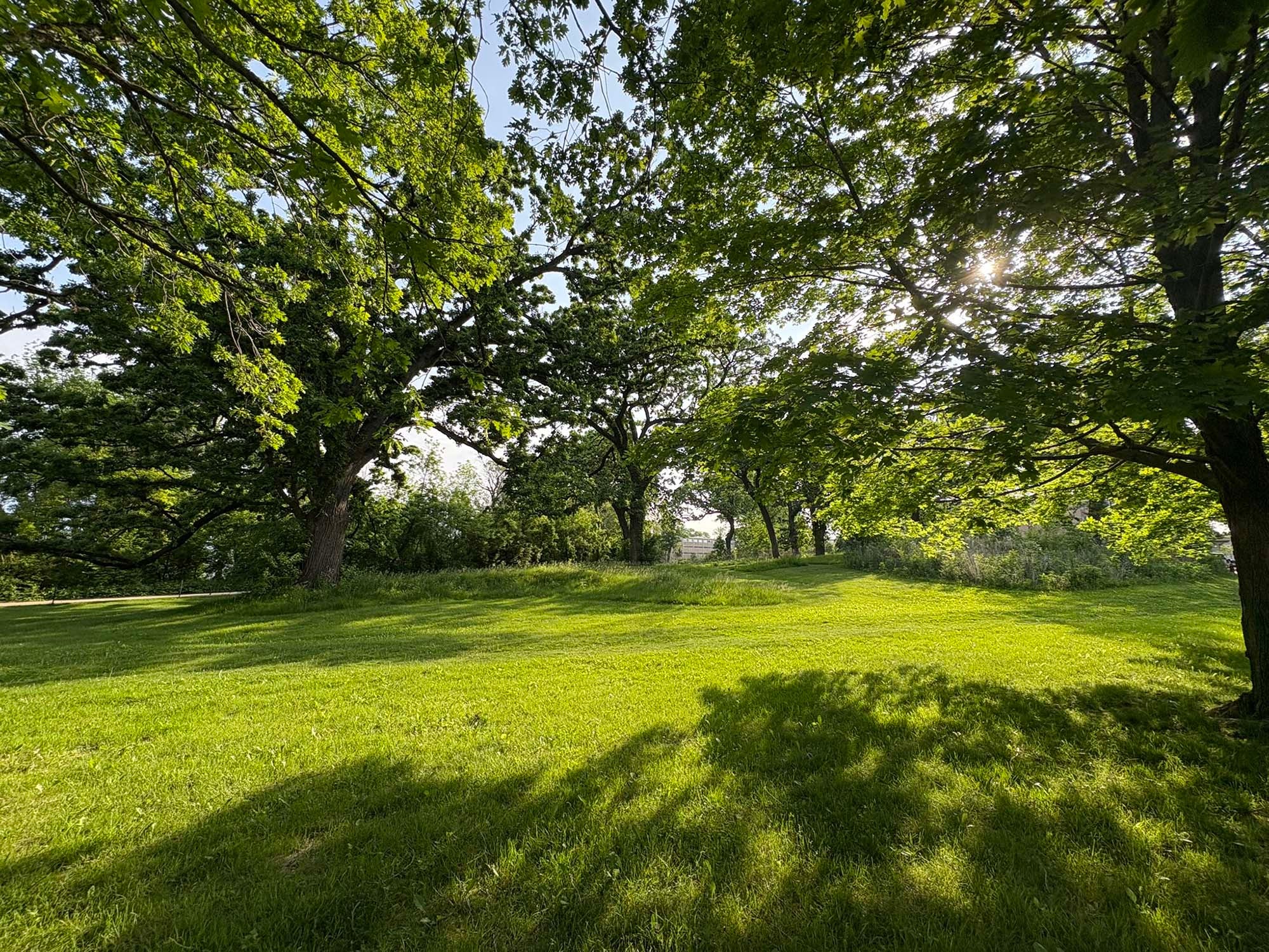 A grassy field surrounded by large, leafy trees with sunlight filtering through the branches and casting shadows on the ground.