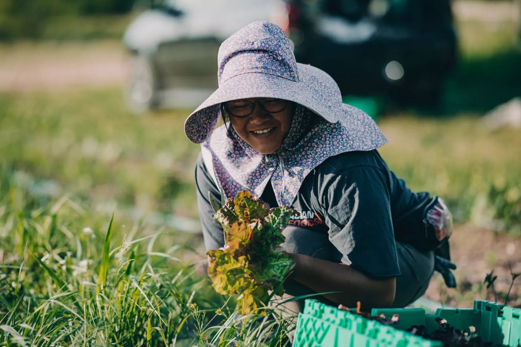 A person wearing a sun hat and glasses kneels outdoors, holding freshly picked lettuce near a green crate in a grassy field.