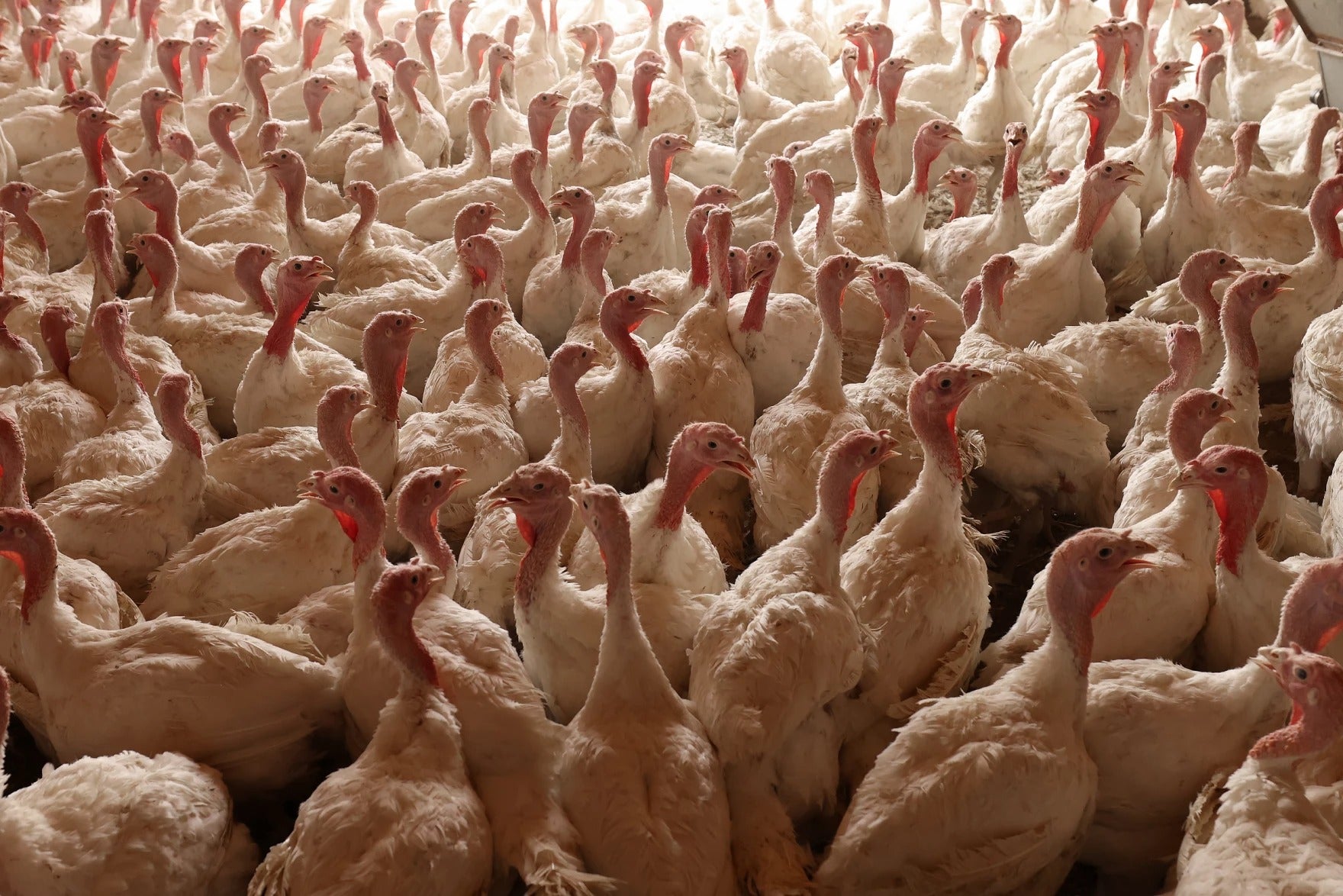 A large group of white turkeys stands closely packed together inside a brightly lit indoor space.