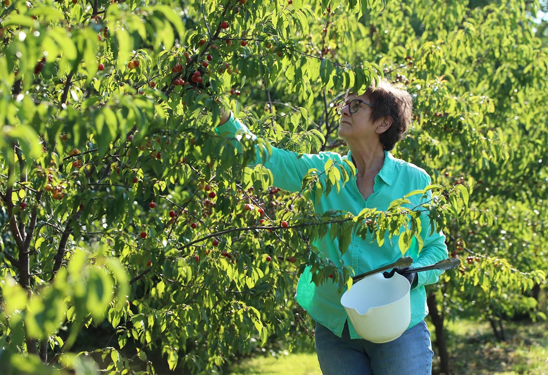 A person wearing glasses and a teal shirt picks fruit from a tree in an orchard, holding a white bucket with one hand.
