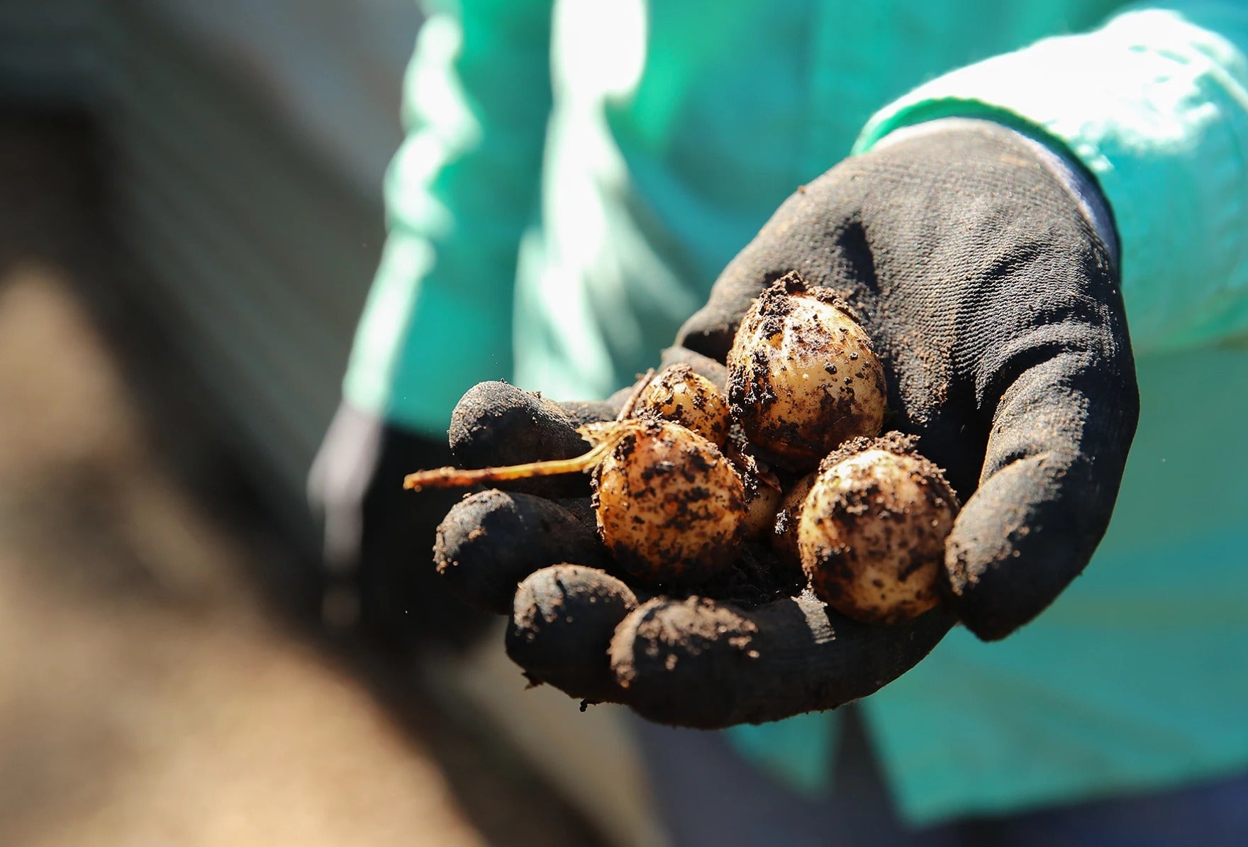 A gloved hand holds four small, freshly dug potatoes covered in soil.