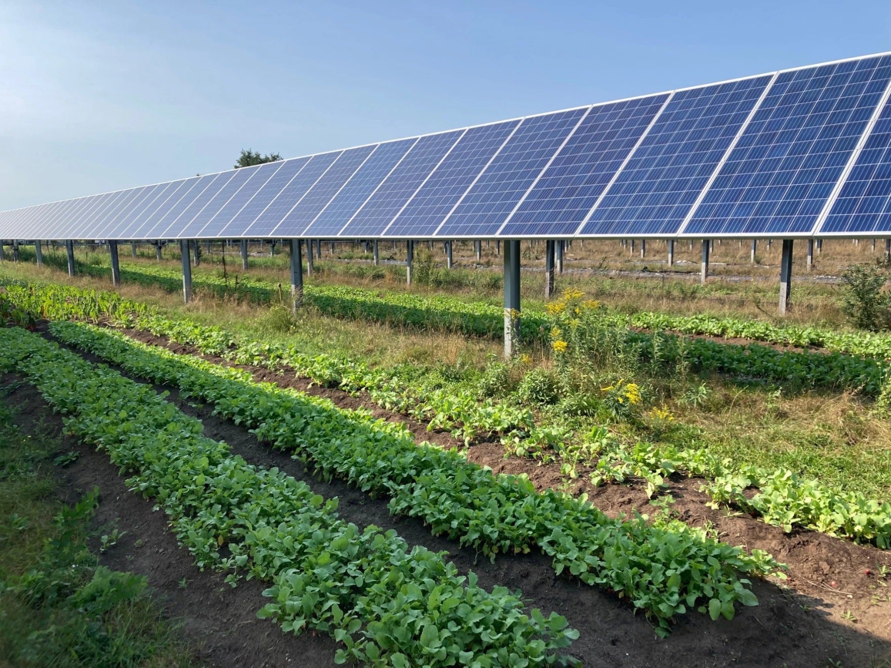 A row of solar panels is installed above rows of crops growing in a field on a sunny day.