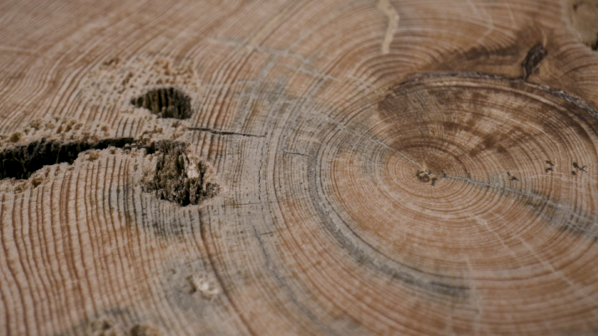 Close-up of a tree trunk cross-section showing growth rings and areas damaged by insects or decay.