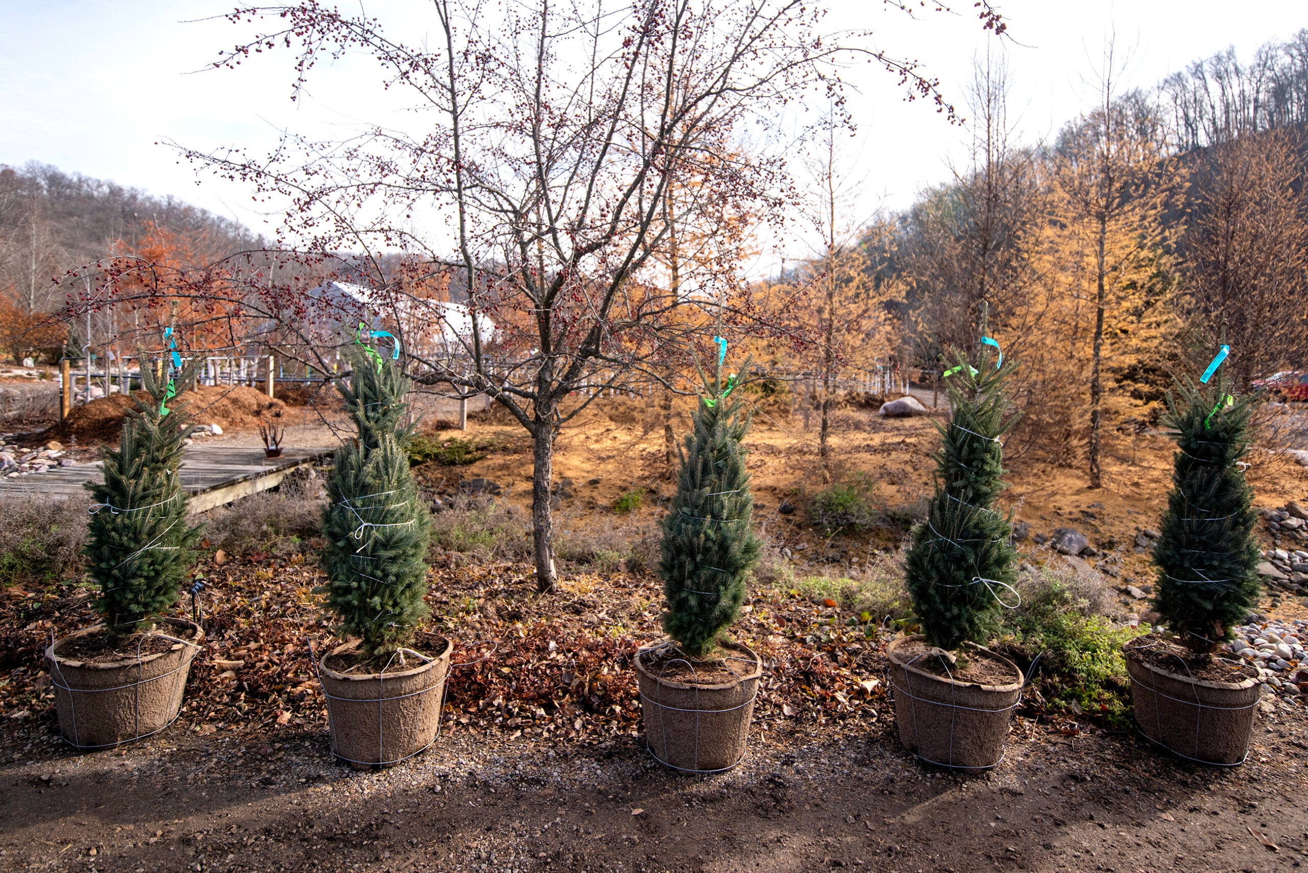 Five potted evergreen trees are lined up in front of a leafless tree, with autumn foliage and a rural landscape in the background.