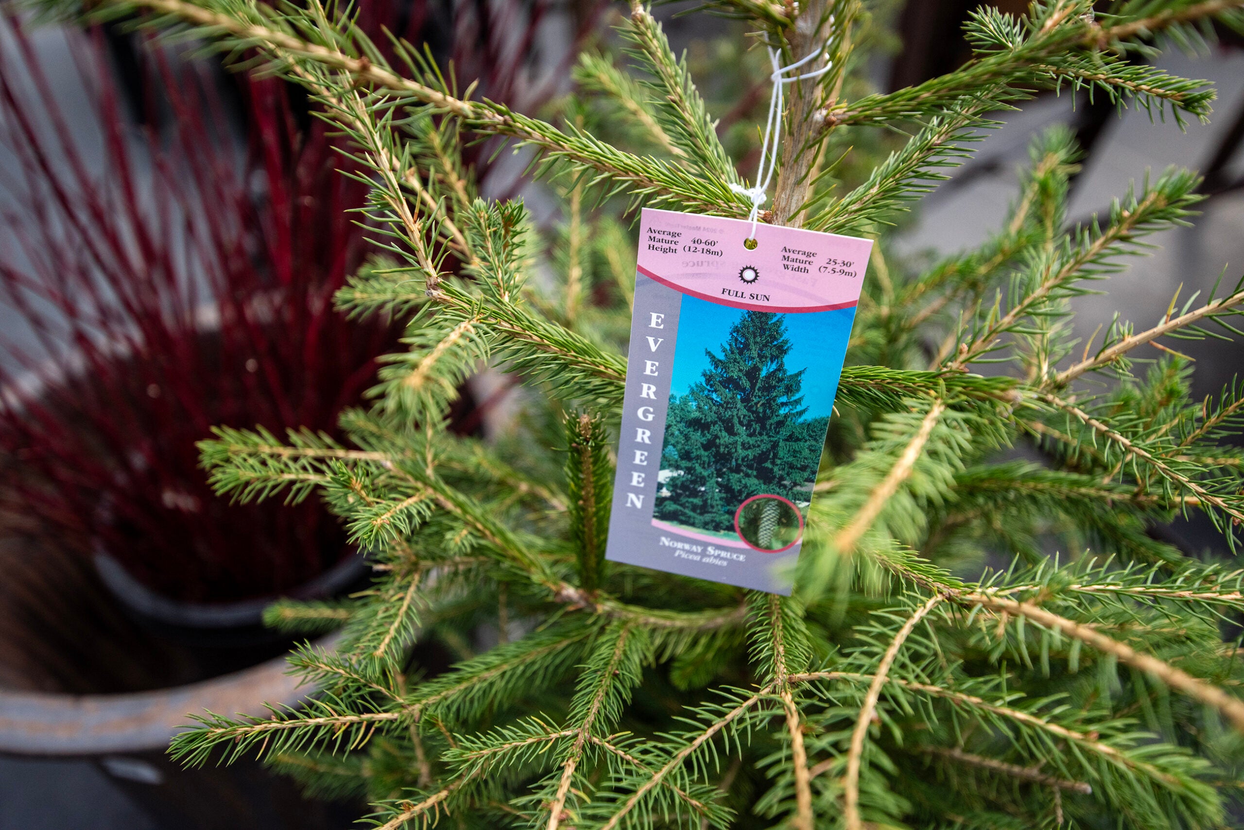 Close-up of an evergreen tree with a tag reading Evergreen and showing care instructions, attached to one of its branches.