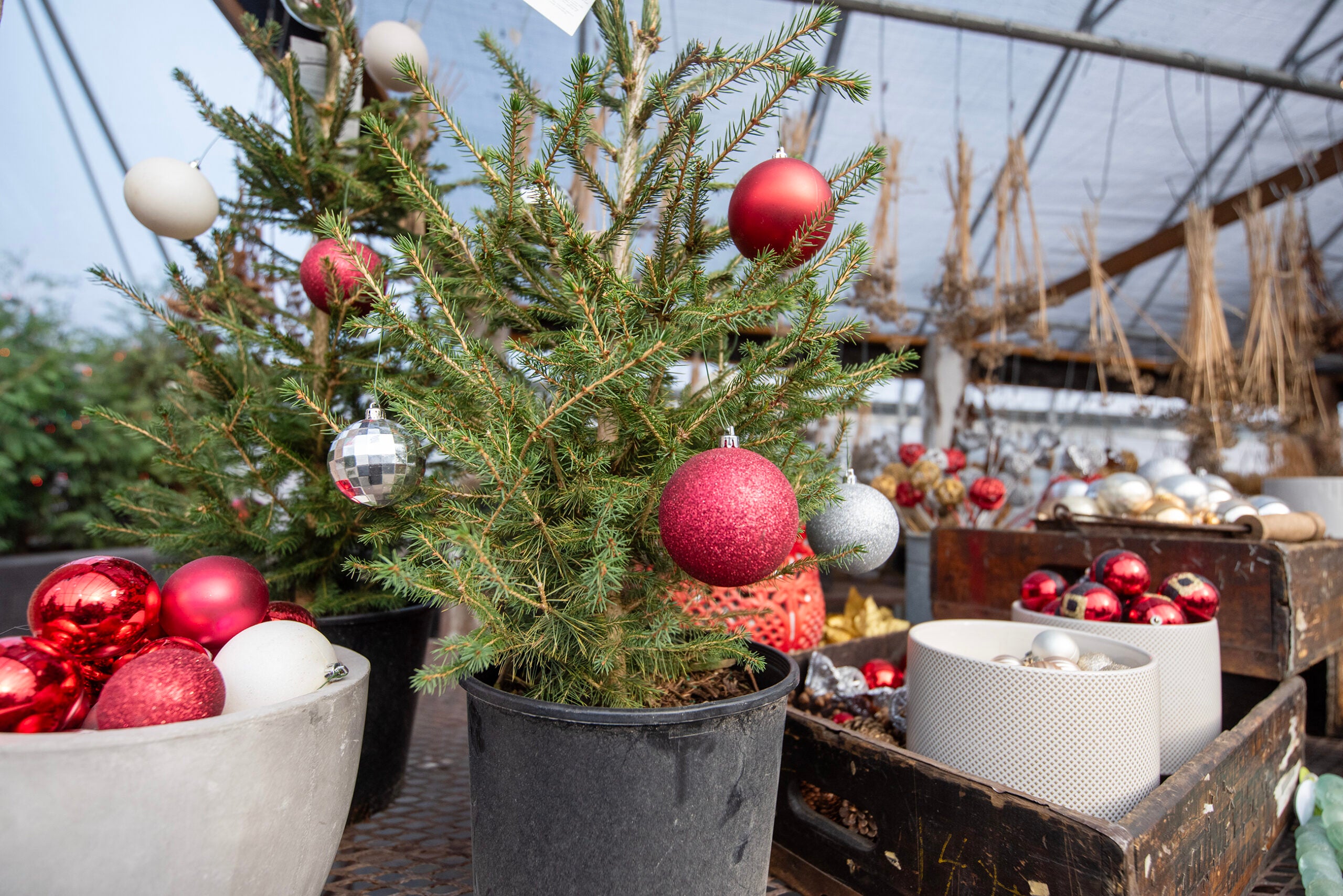 Potted evergreen trees decorated with red and silver Christmas ornaments are displayed on a table in a greenhouse.