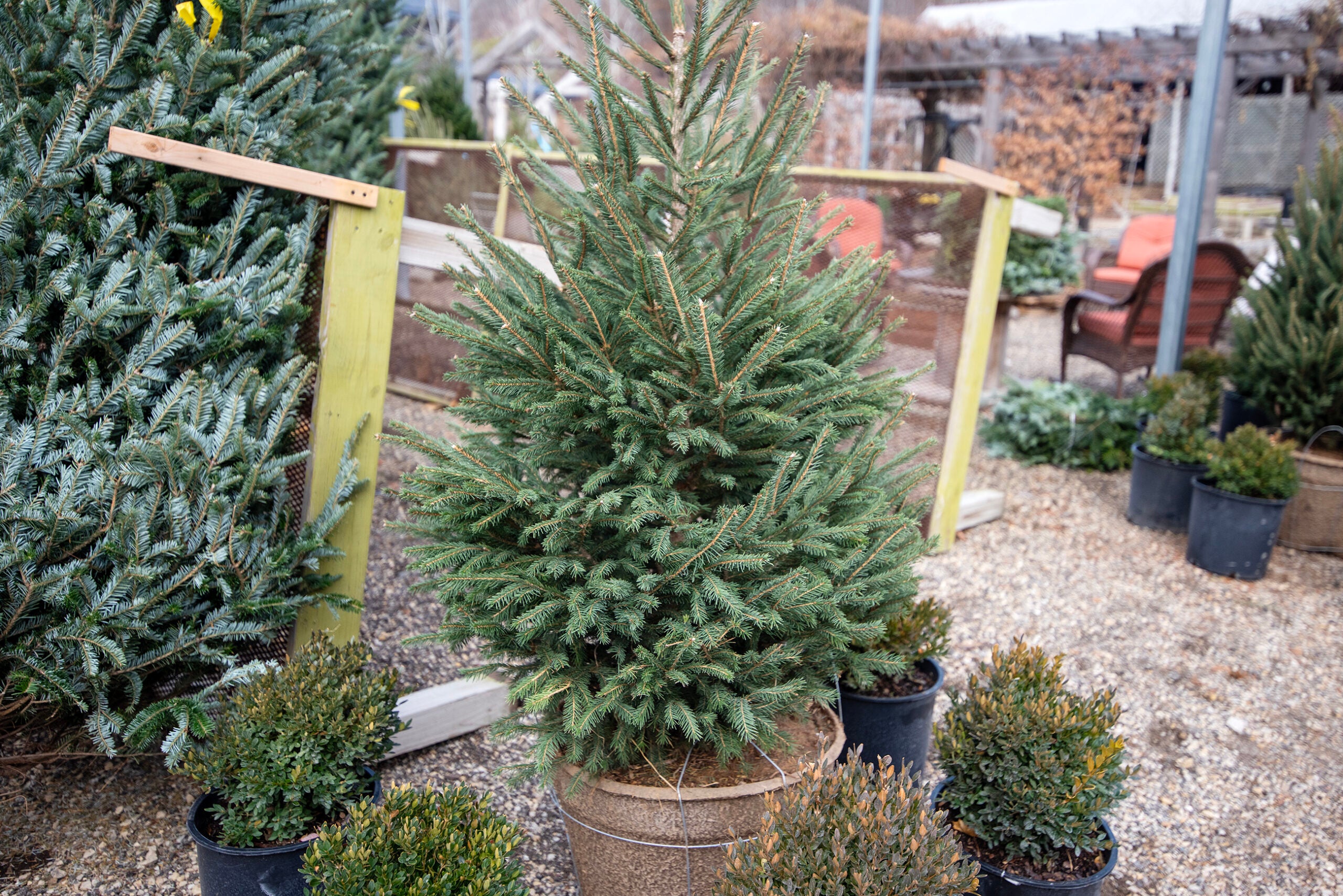 ‘Living’ Christmas trees? Some people are choosing evergreens they can replant after the holidays.