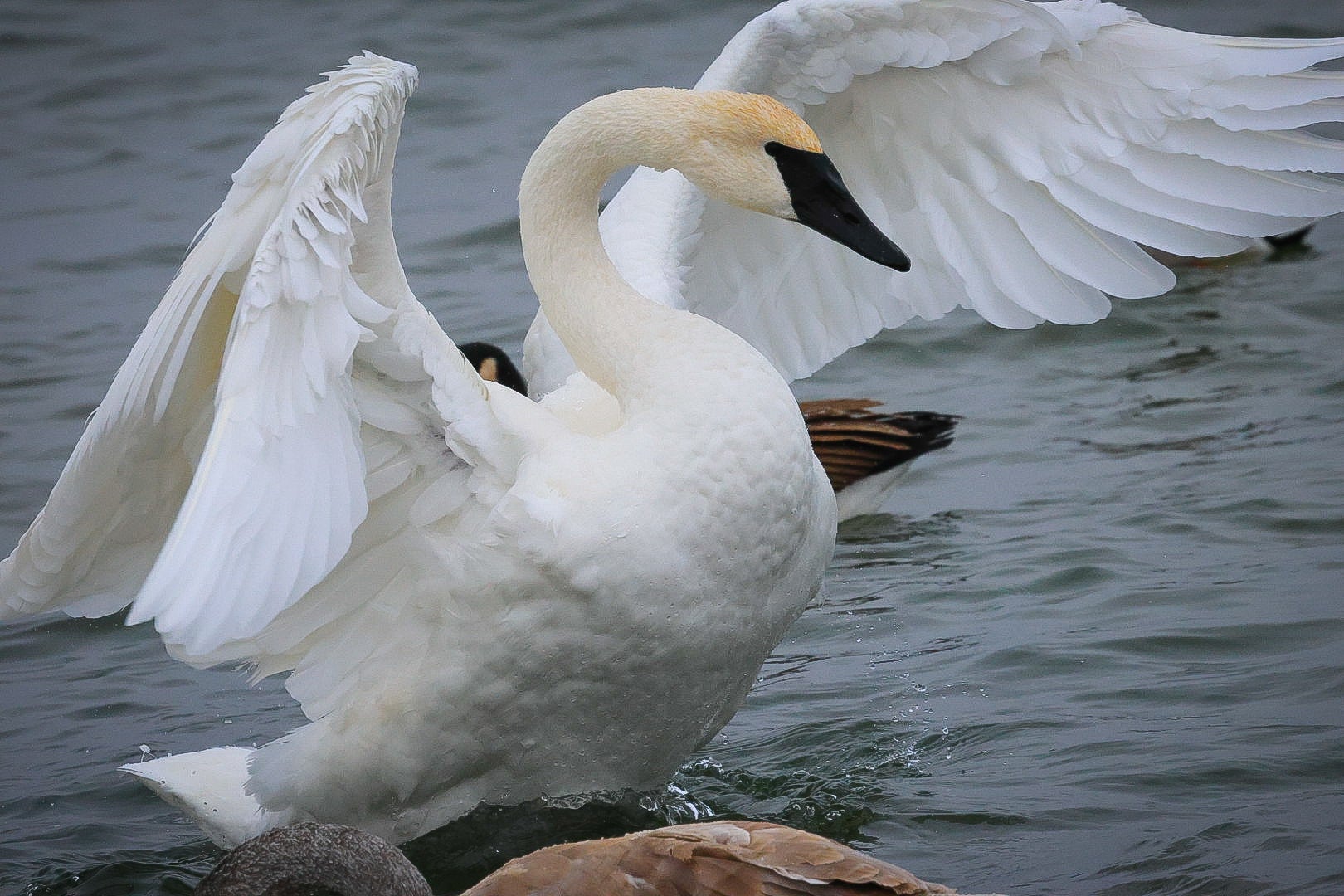 A white swan with wings spread stands in shallow water, creating small splashes as it prepares to take off or land.