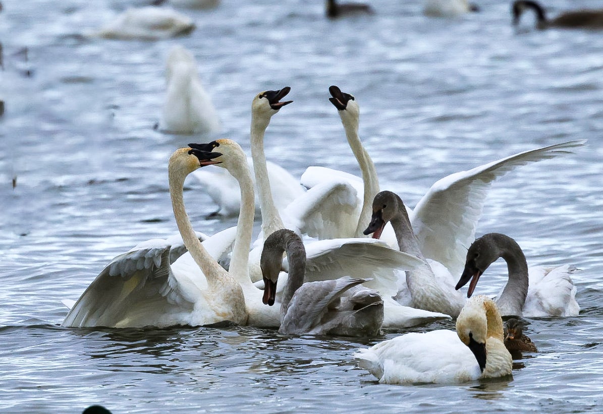 Thousands of migrating trumpeter, tundra swans descend upon Madison lakes