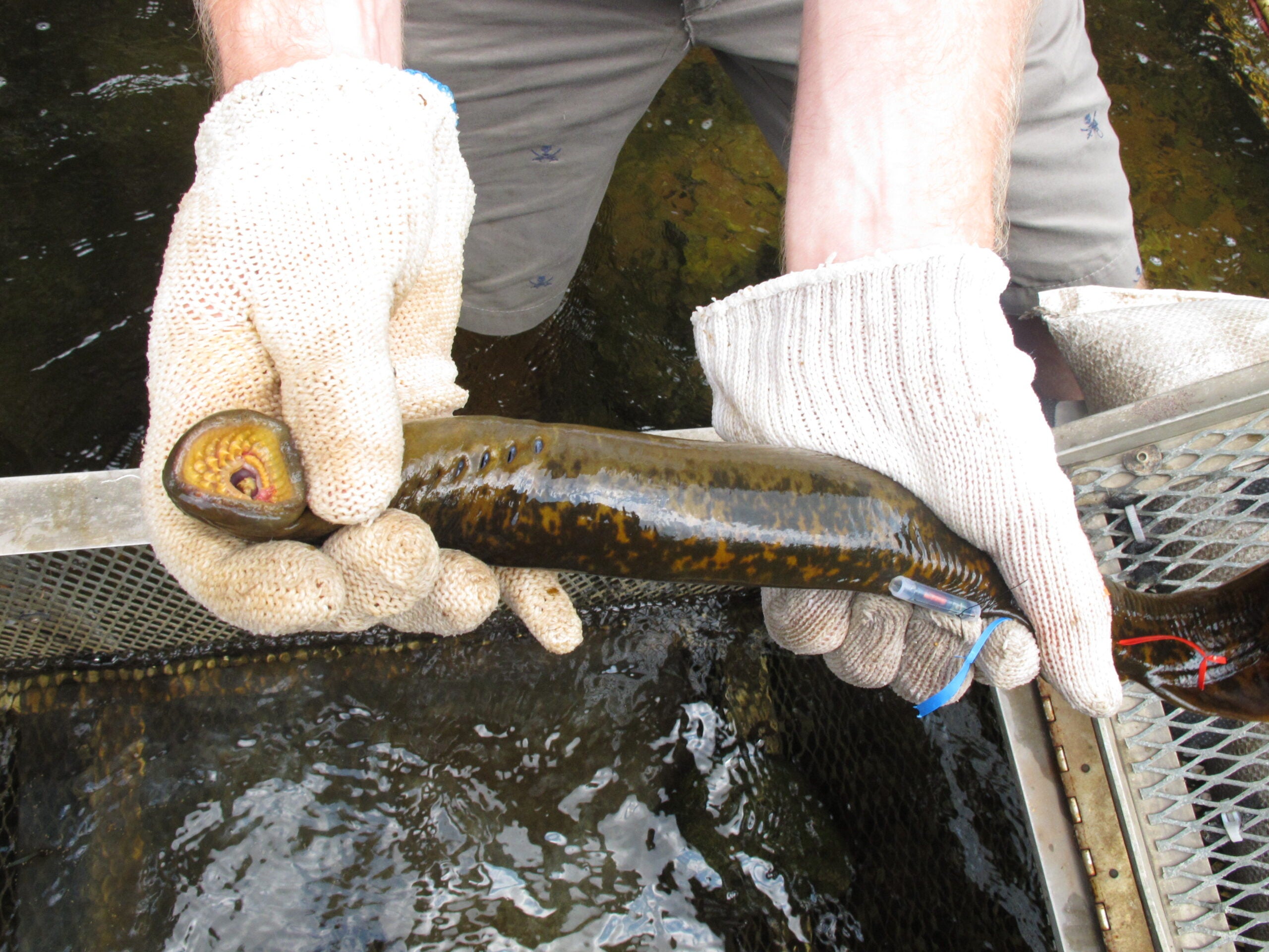 A person wearing white gloves holds a lamprey over a metal grate above water.