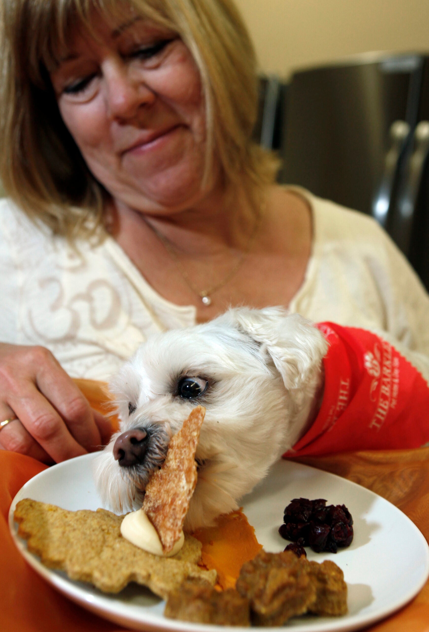 A woman watches as a small white dog, wearing a red bandana, eats from a plate of treats on a table.
