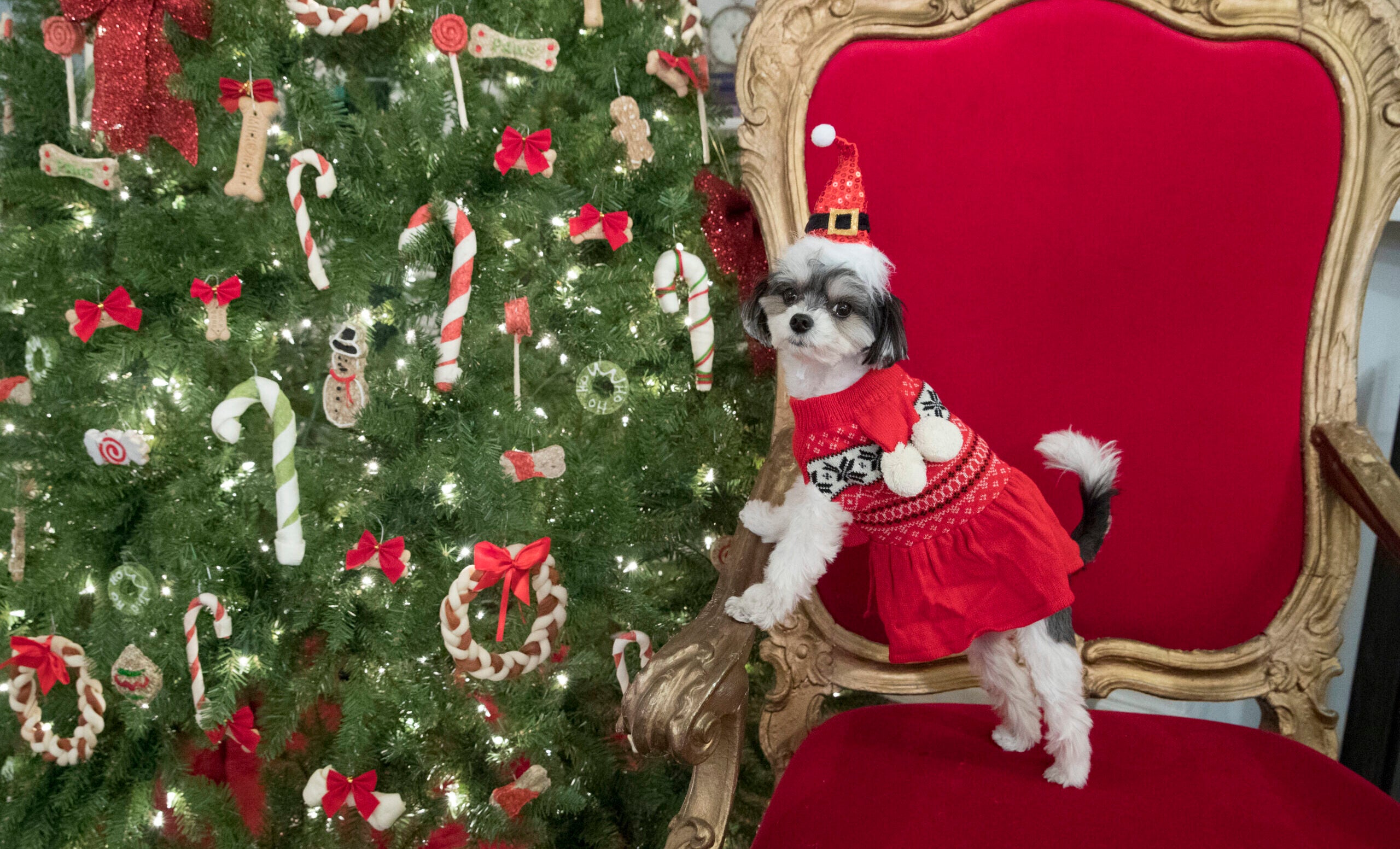 ‘Tis the season to protect your dog from hazardous holiday foods