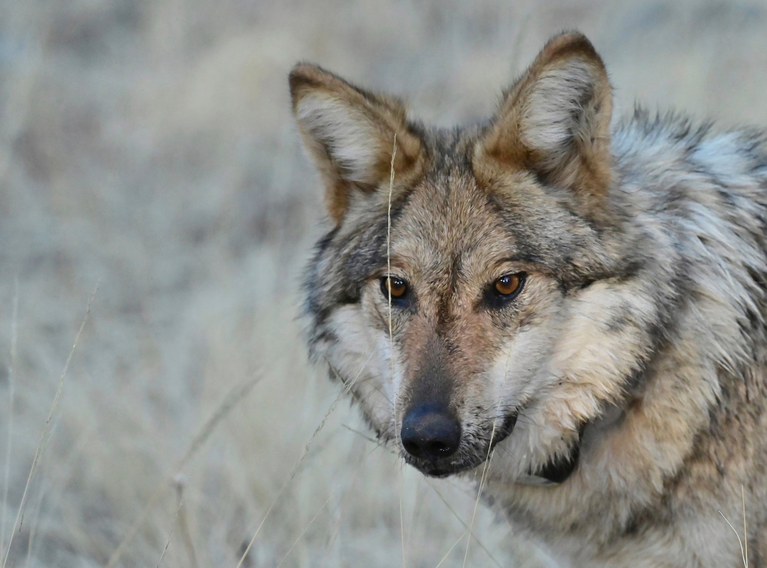 US House passes bill to remove federal protections for wolves