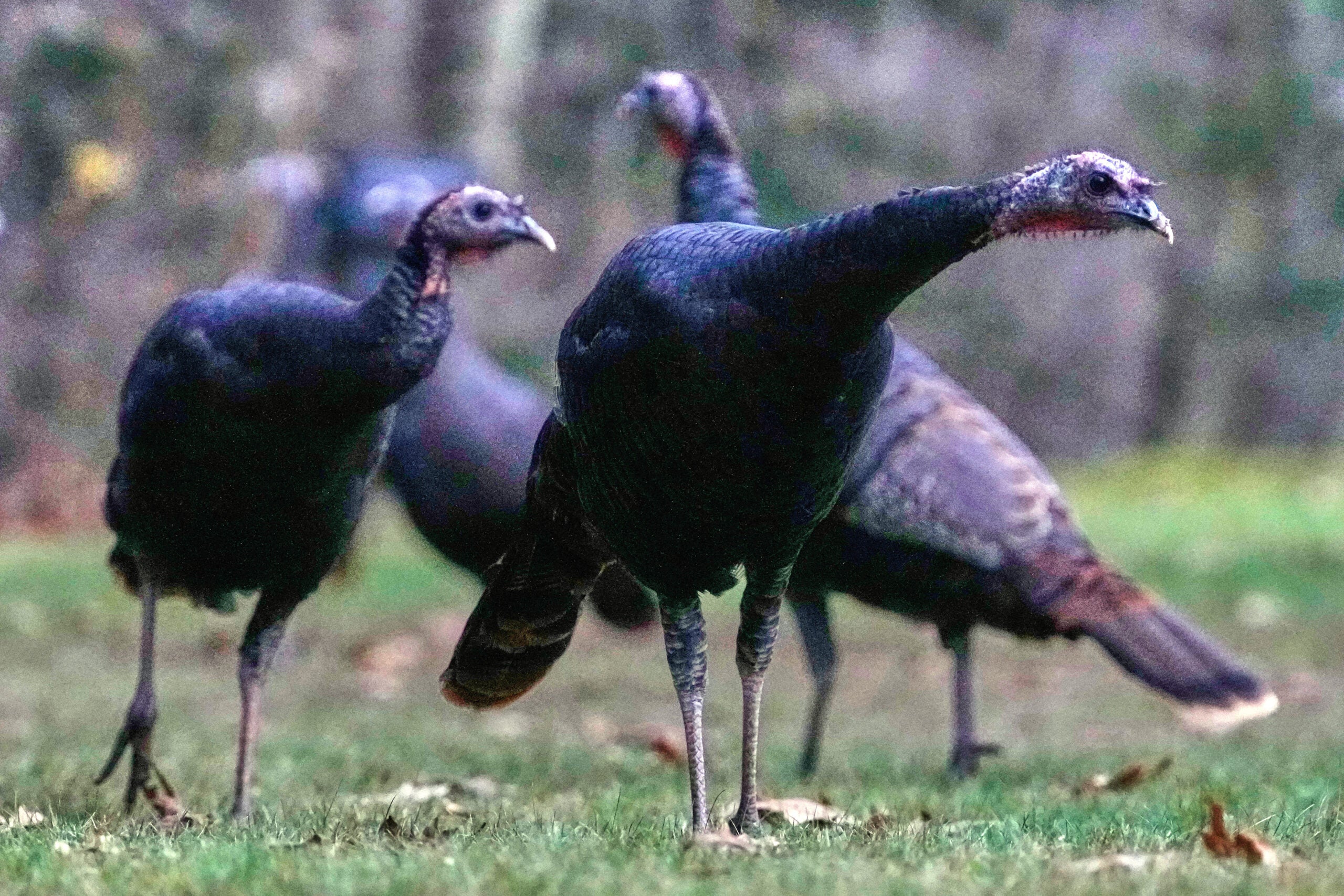 Gobbler problem: After repeated attacks, Eau Claire to relocate troublesome turkeys