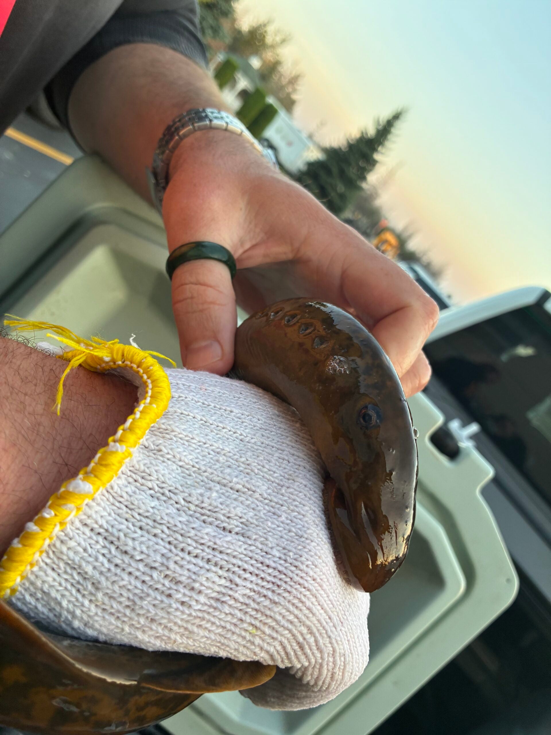 A person wearing a white glove holds a brown, eel-like fish with circular markings near its head.