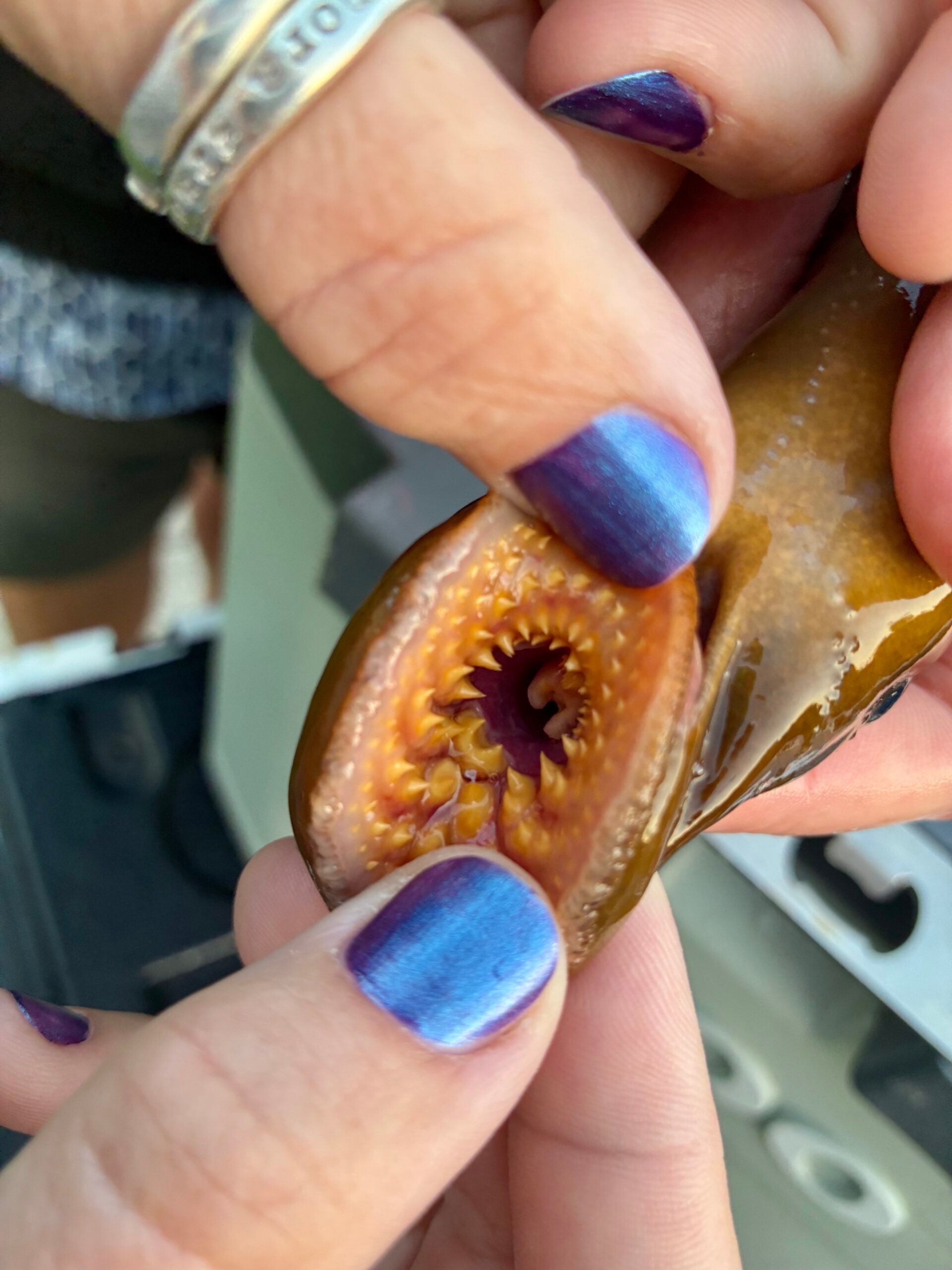 The invasive sea lamprey is poised for comeback in the Great Lakes