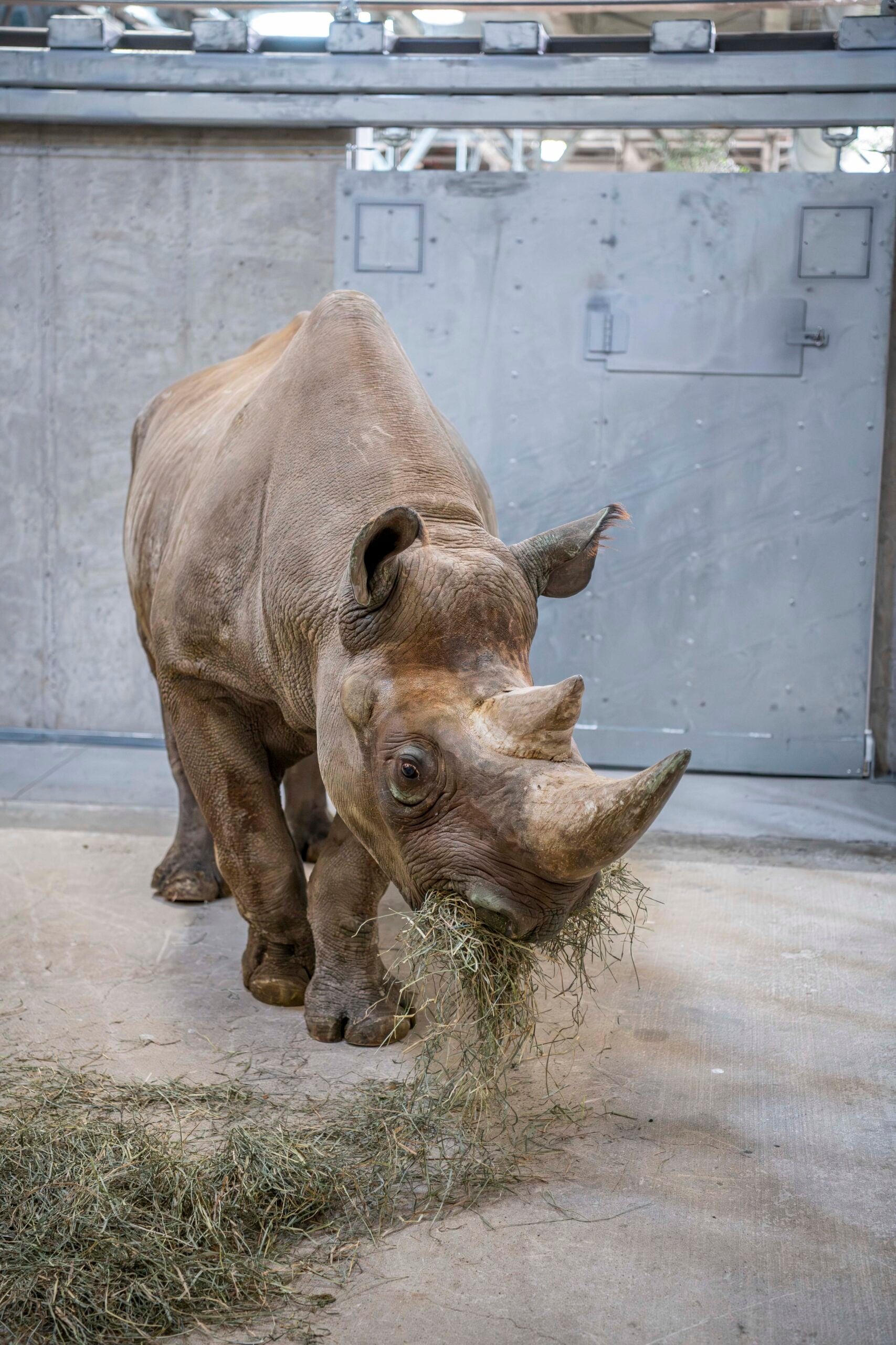 A rhinoceros stands indoors on a concrete floor, eating a pile of hay in front of a large metal door.