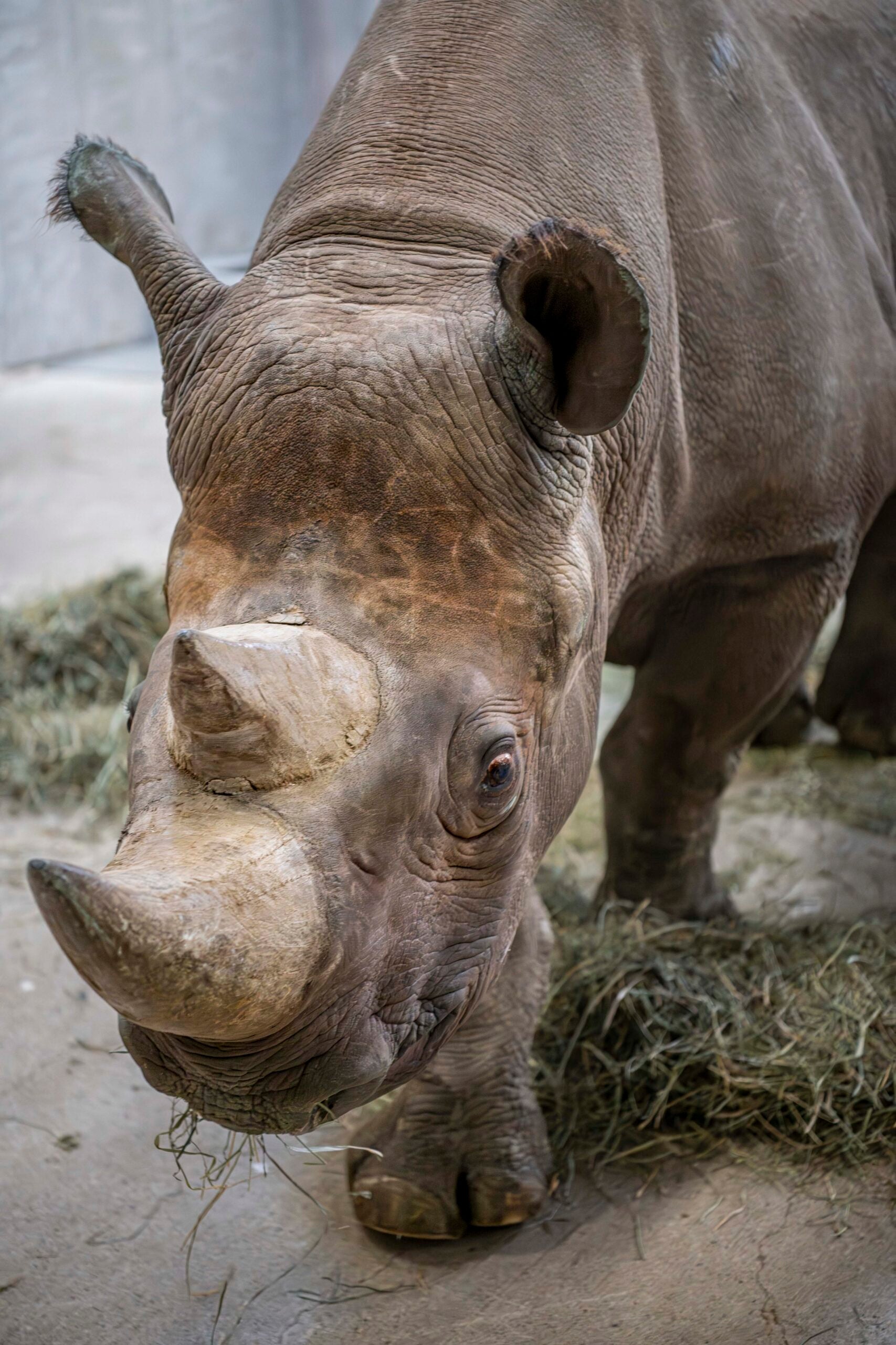 A close-up view of a rhinoceros standing on a concrete floor near a pile of hay indoors.