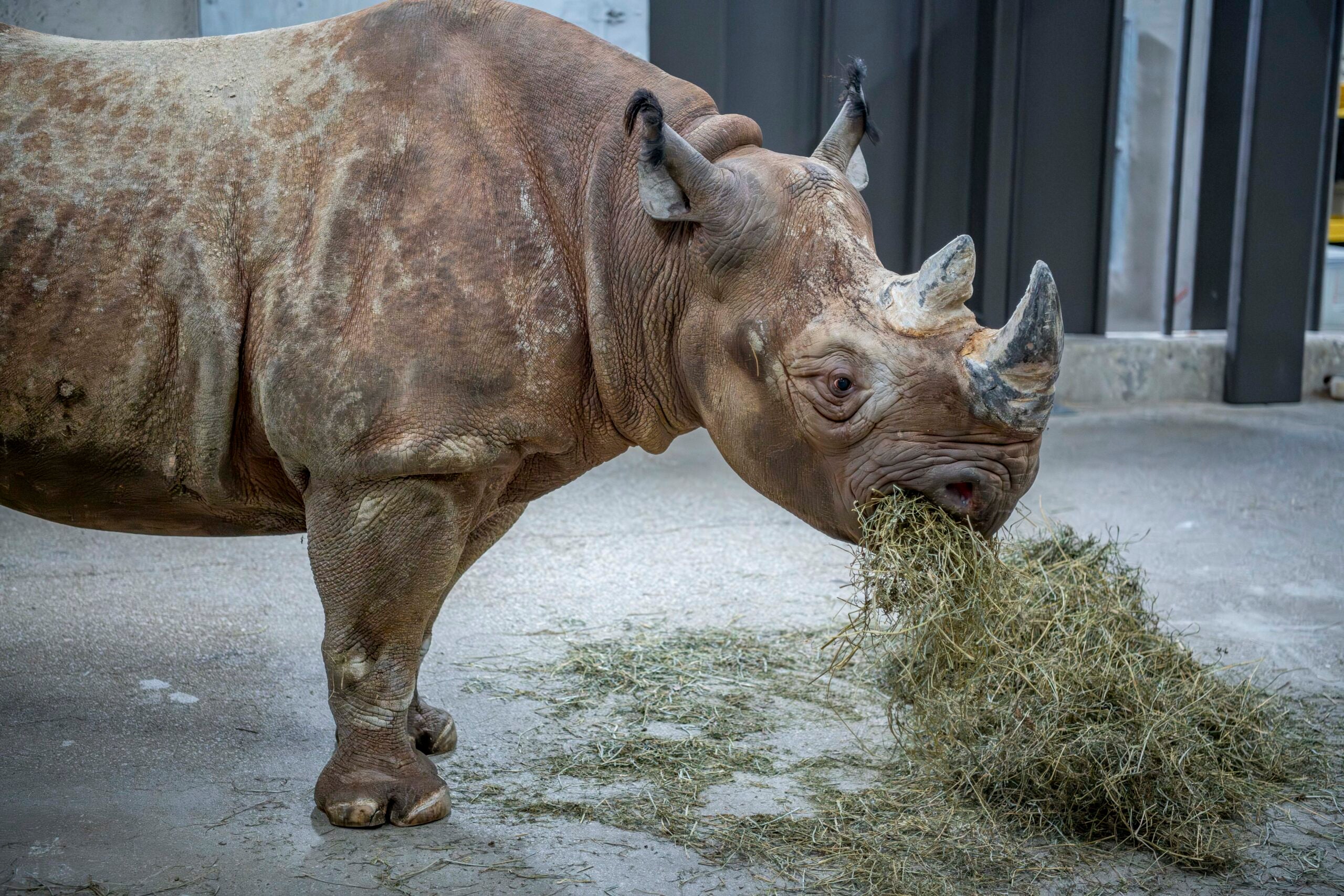 Milwaukee zoo welcomes 2 Eastern black rhinos, a critically endangered species 