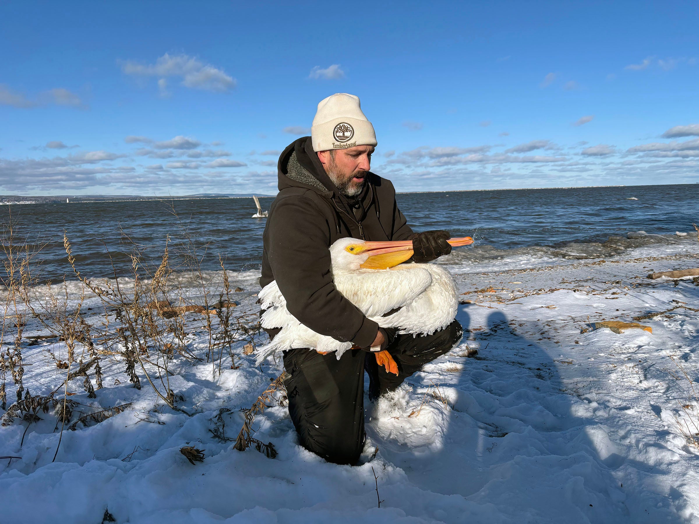 A person wearing winter clothing kneels on a snowy shore, holding a large white pelican near a body of water under a blue sky.
