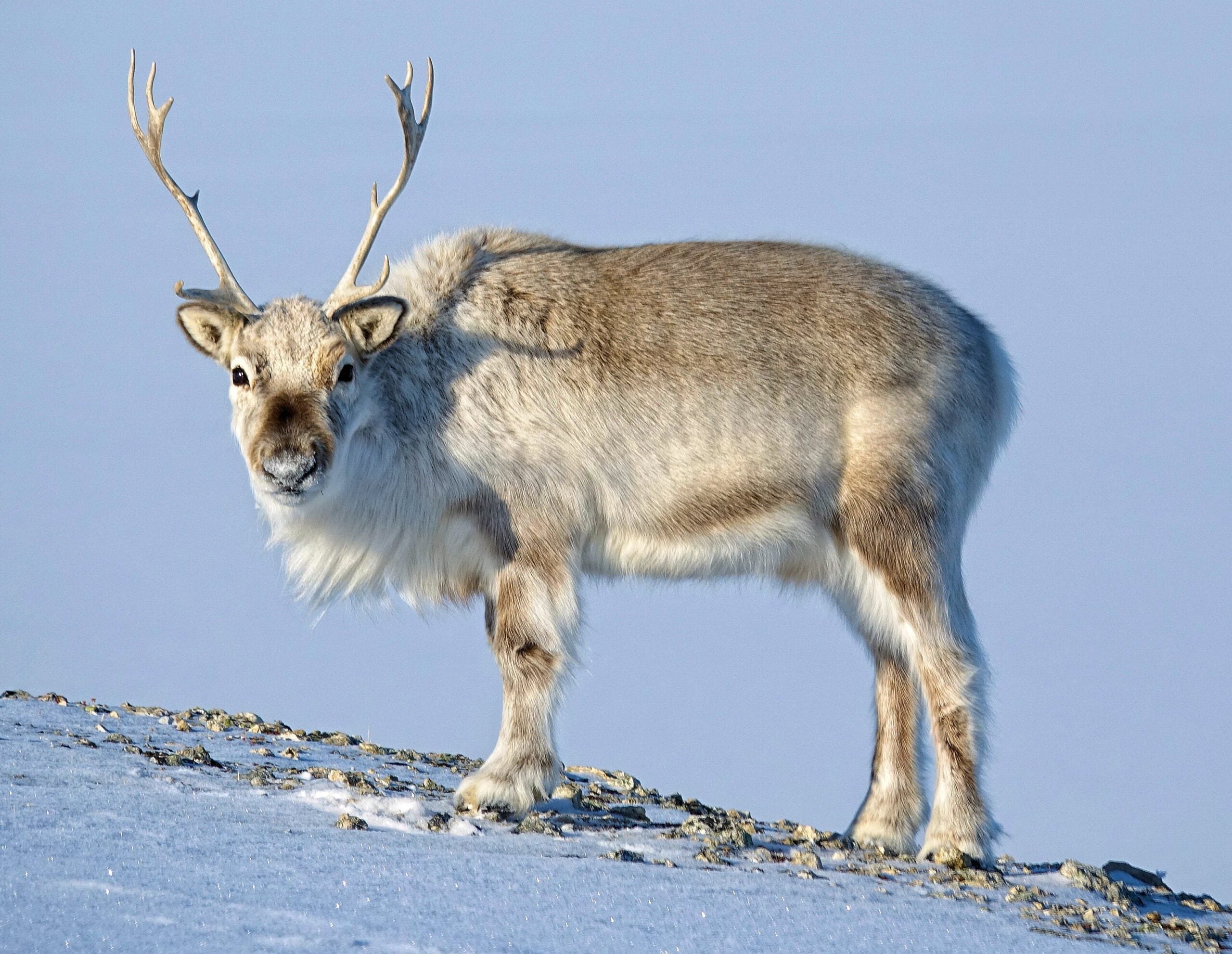 A reindeer with light brown and white fur stands on snow-covered ground, facing the camera, with antlers and a clear sky in the background.