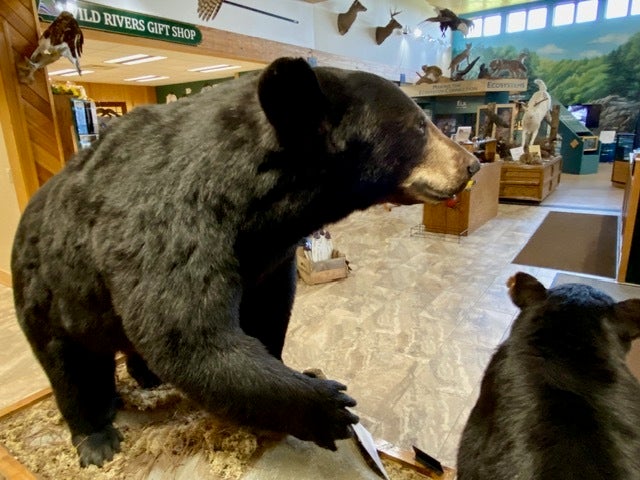 A taxidermy black bear display inside a nature center, with a gift shop and educational exhibits visible in the background.