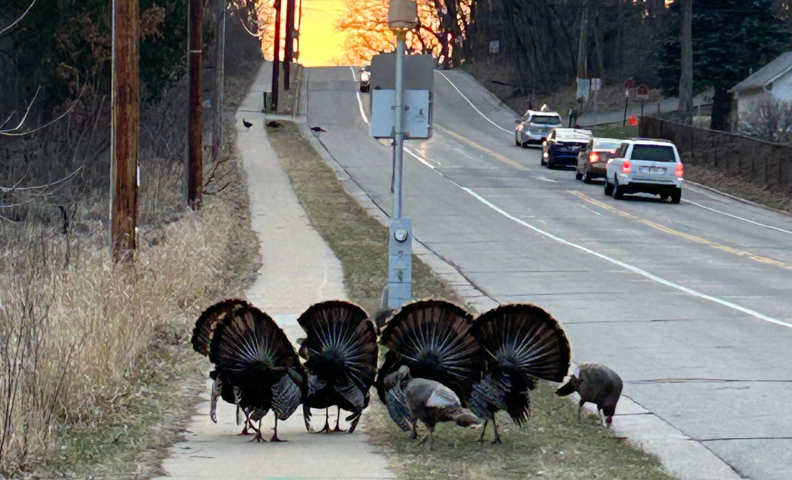 More wild turkeys are venturing into Wisconsin’s urban areas, clashing with humans